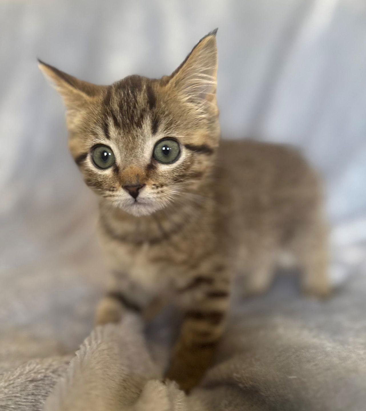 Enlarge Sugar Plum, a Adoptable Domestic Short Hair in Nashville, TN image 3/3