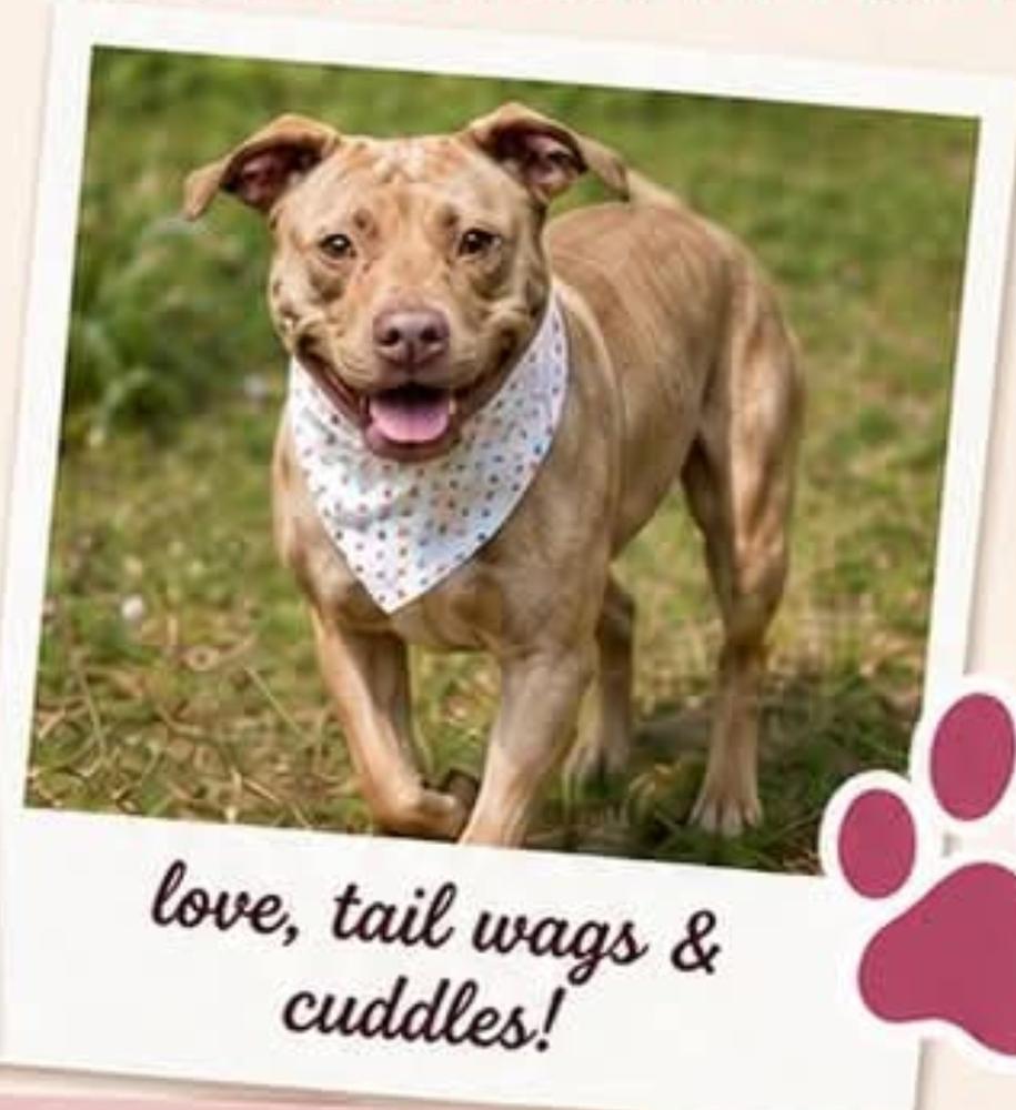 Caroline, Adoptable, Young Female Mixed Breed.