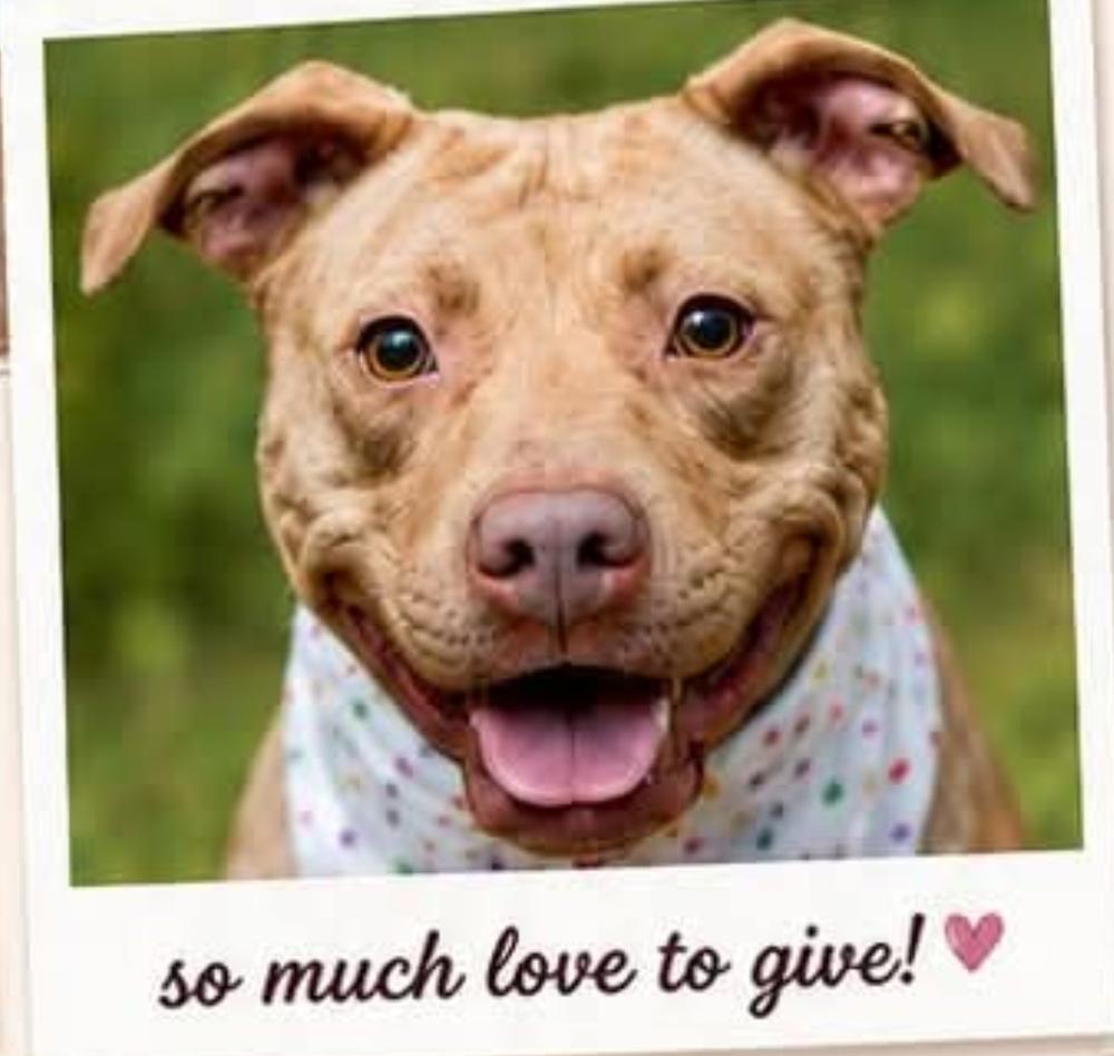 Enlarge Caroline, a Adoptable mixed breed in Statesville, NC image 2/4