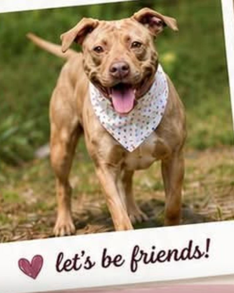 Enlarge Caroline, a Adoptable mixed breed in Statesville, NC image 3/4