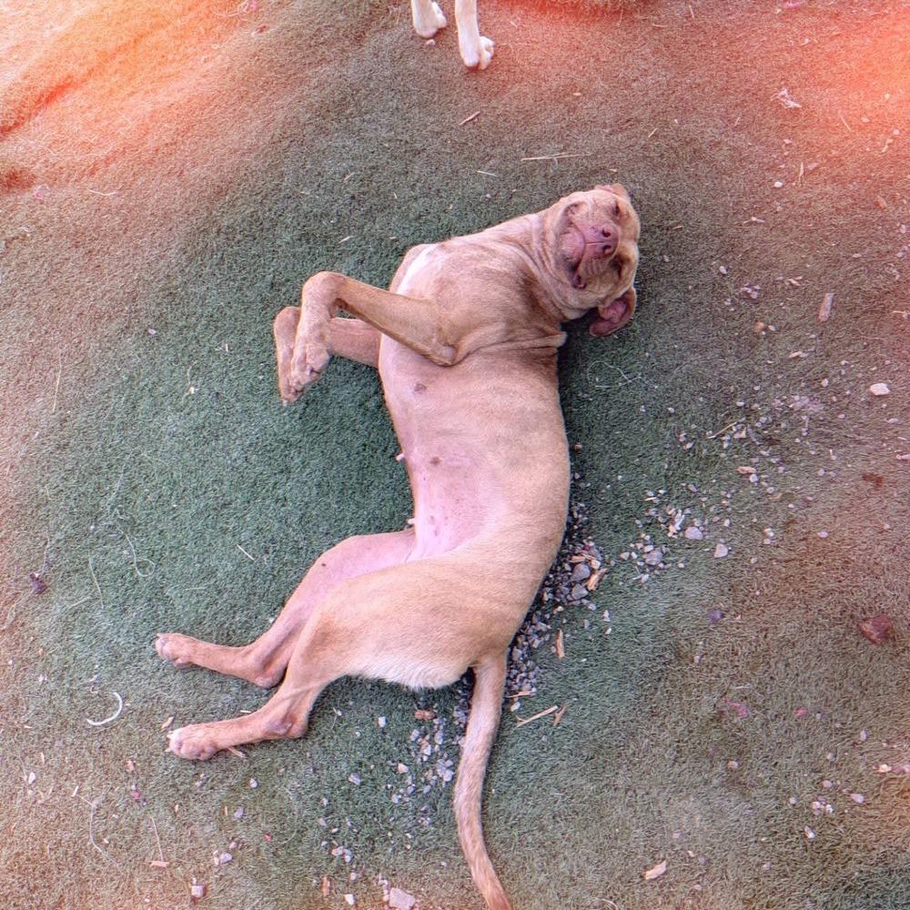 Enlarge Caroline, a Adoptable mixed breed in Statesville, NC image 4/4