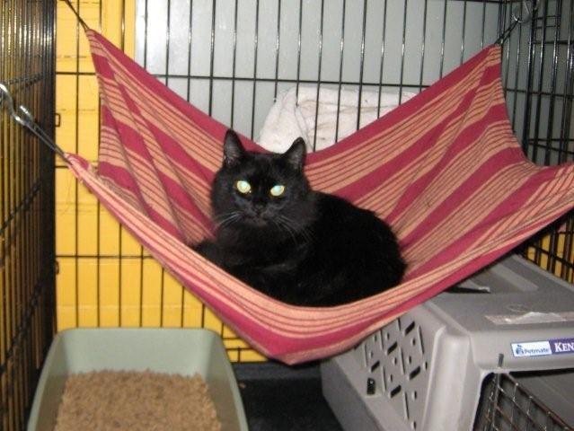 Star 1, a Adoptable mixed breed in Pittsboro, NC image 1/3