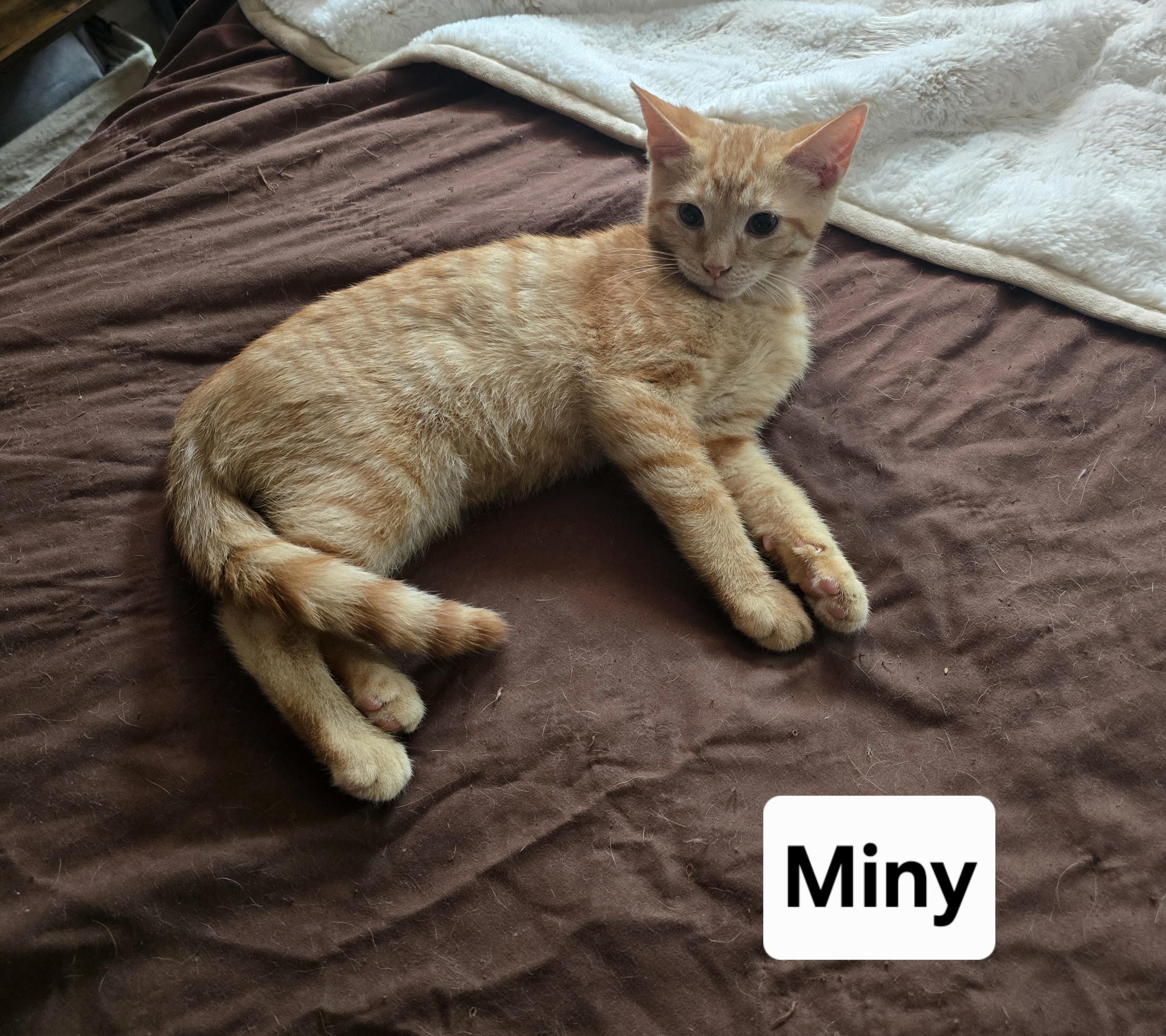 Enlarge Miny, a Adopted Domestic Short Hair in Massillon, OH image 1/1