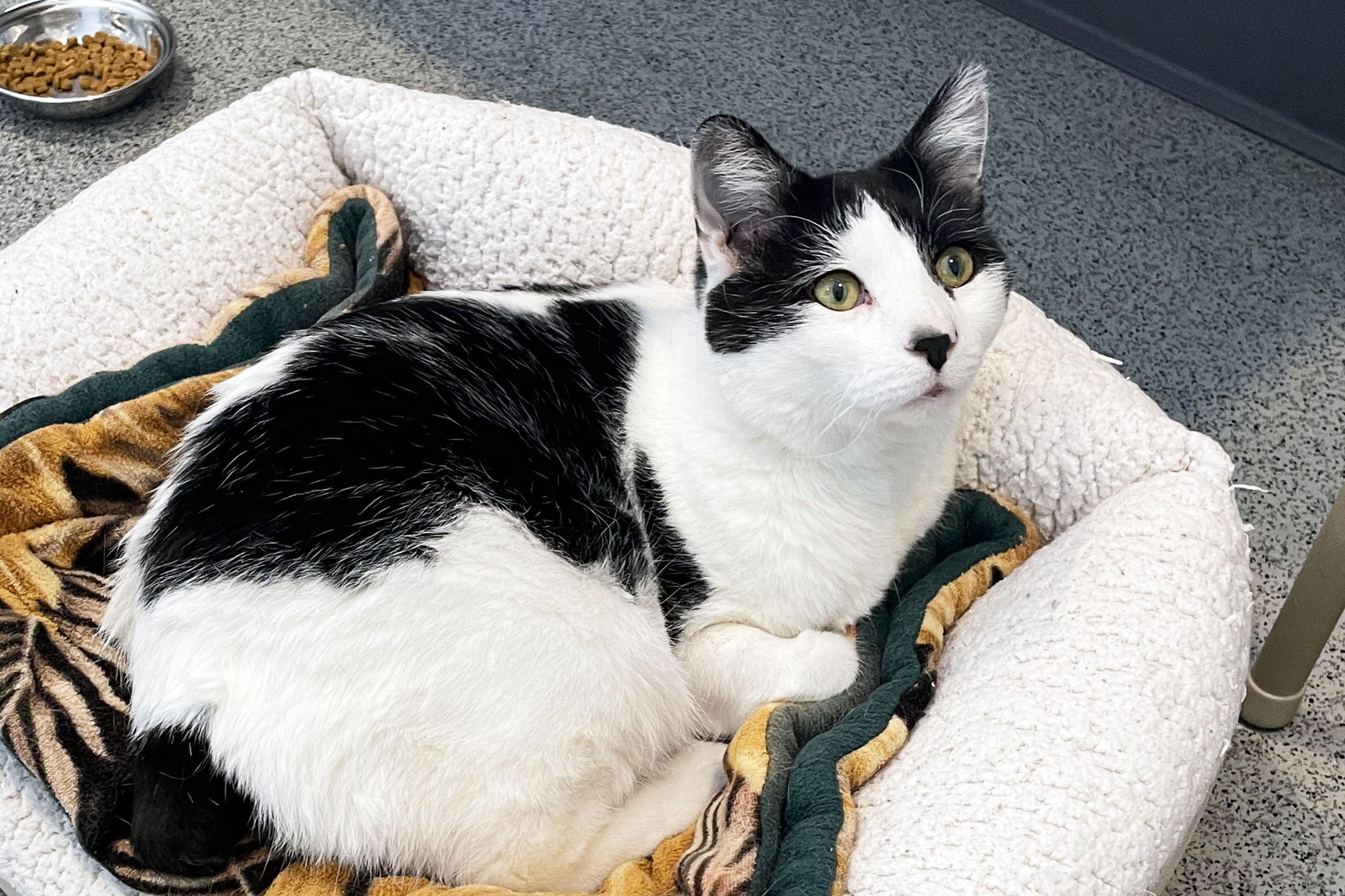 Enlarge Meowser, a ADOPTABLE Domestic Short Hair in Lincoln, NE image 1/1
