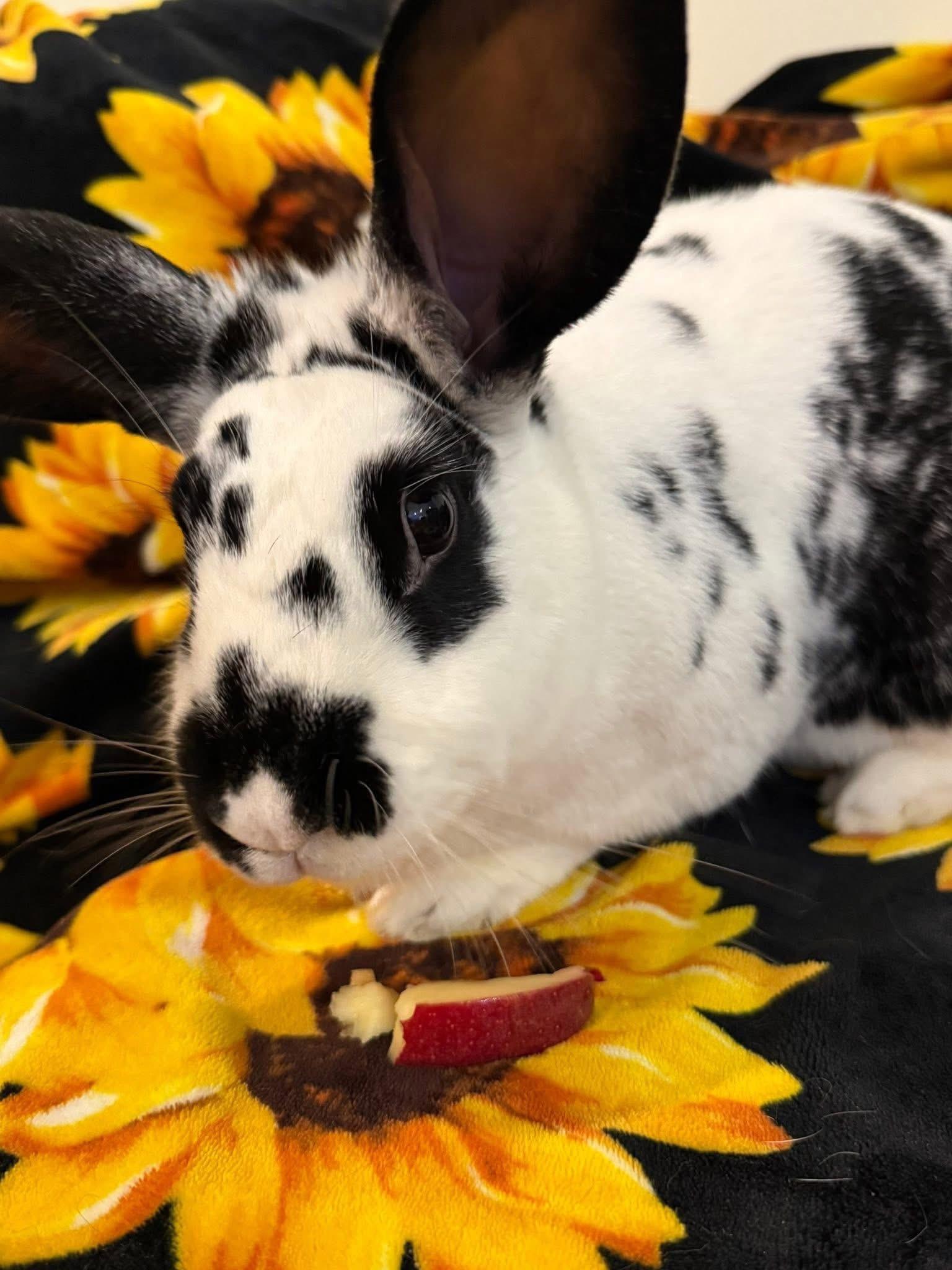 Toucan, Adoptable, Adult Male New Zealand.