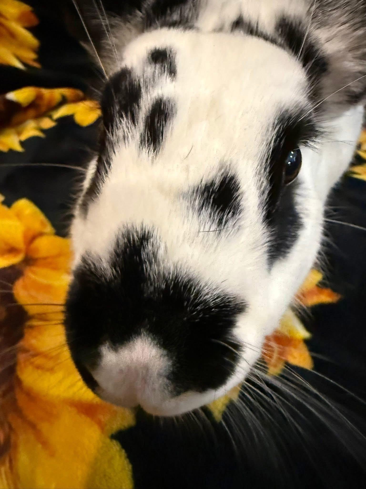 Enlarge Toucan, a Adoptable New Zealand in St. Charles, MO image 2/5