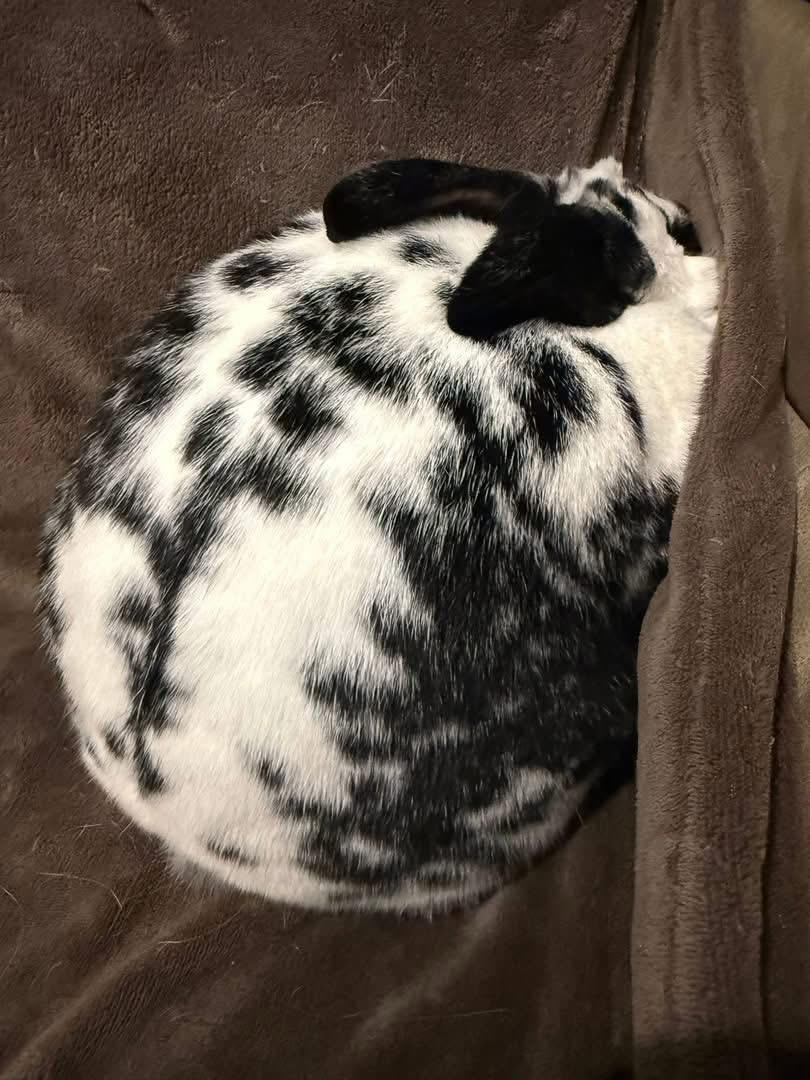 Enlarge Toucan, a Adoptable New Zealand in St. Charles, MO image 3/5