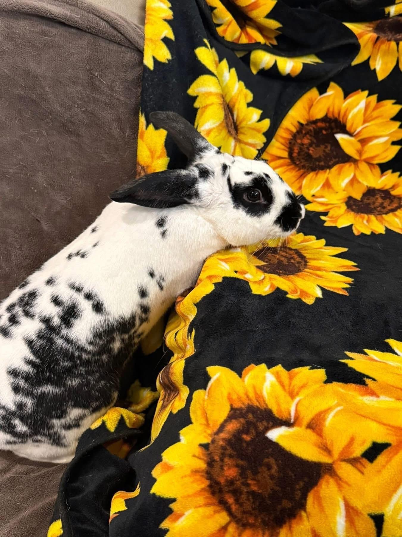 Enlarge Toucan, a Adoptable New Zealand in St. Charles, MO image 5/5