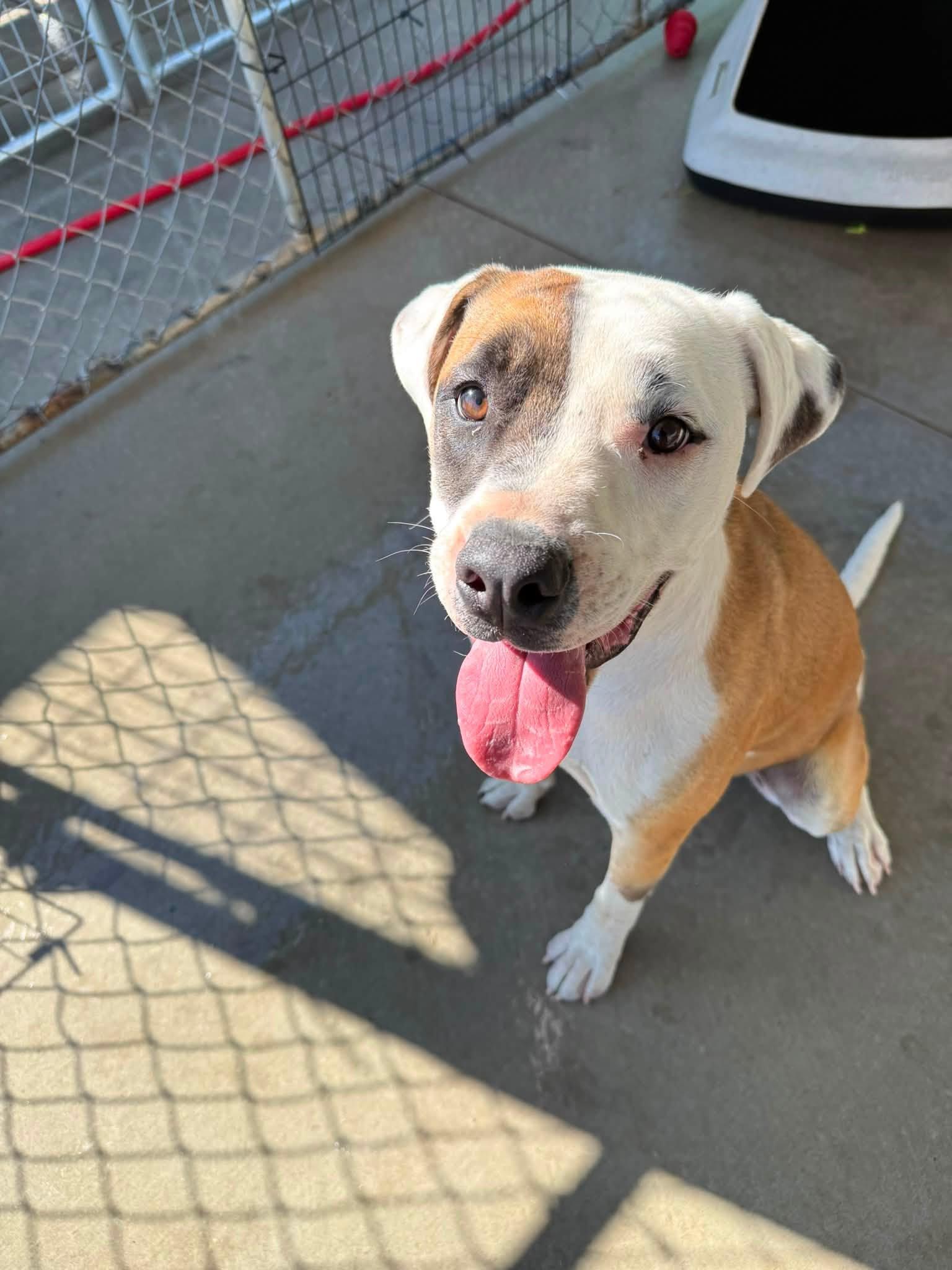 Rudy, a ADOPTABLE mixed breed in Rawlins, WY image 4/5