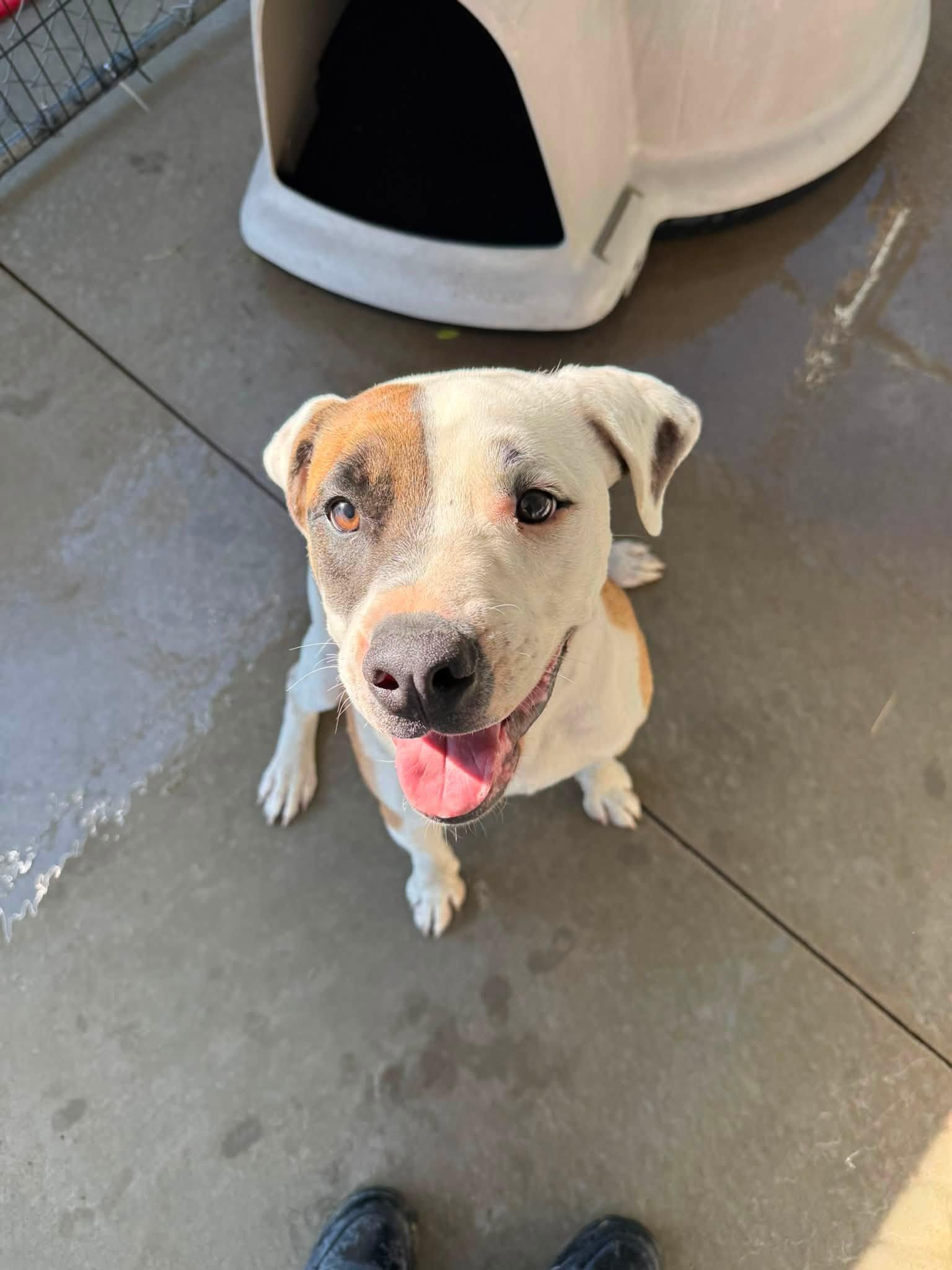 Rudy, ADOPTABLE, Young Male American Bulldog & Australian Shepherd.