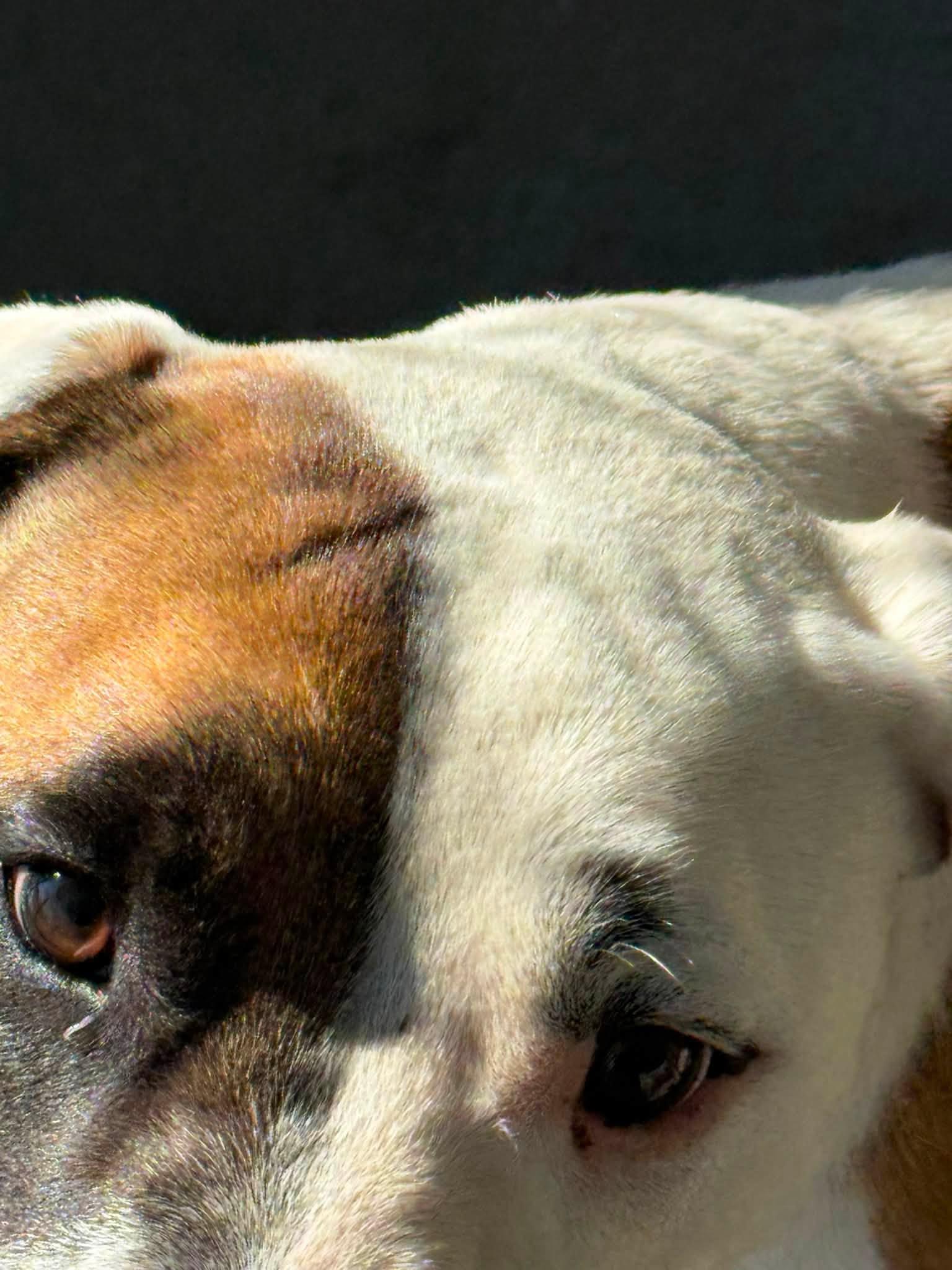 Rudy, a ADOPTABLE mixed breed in Rawlins, WY image 3/5