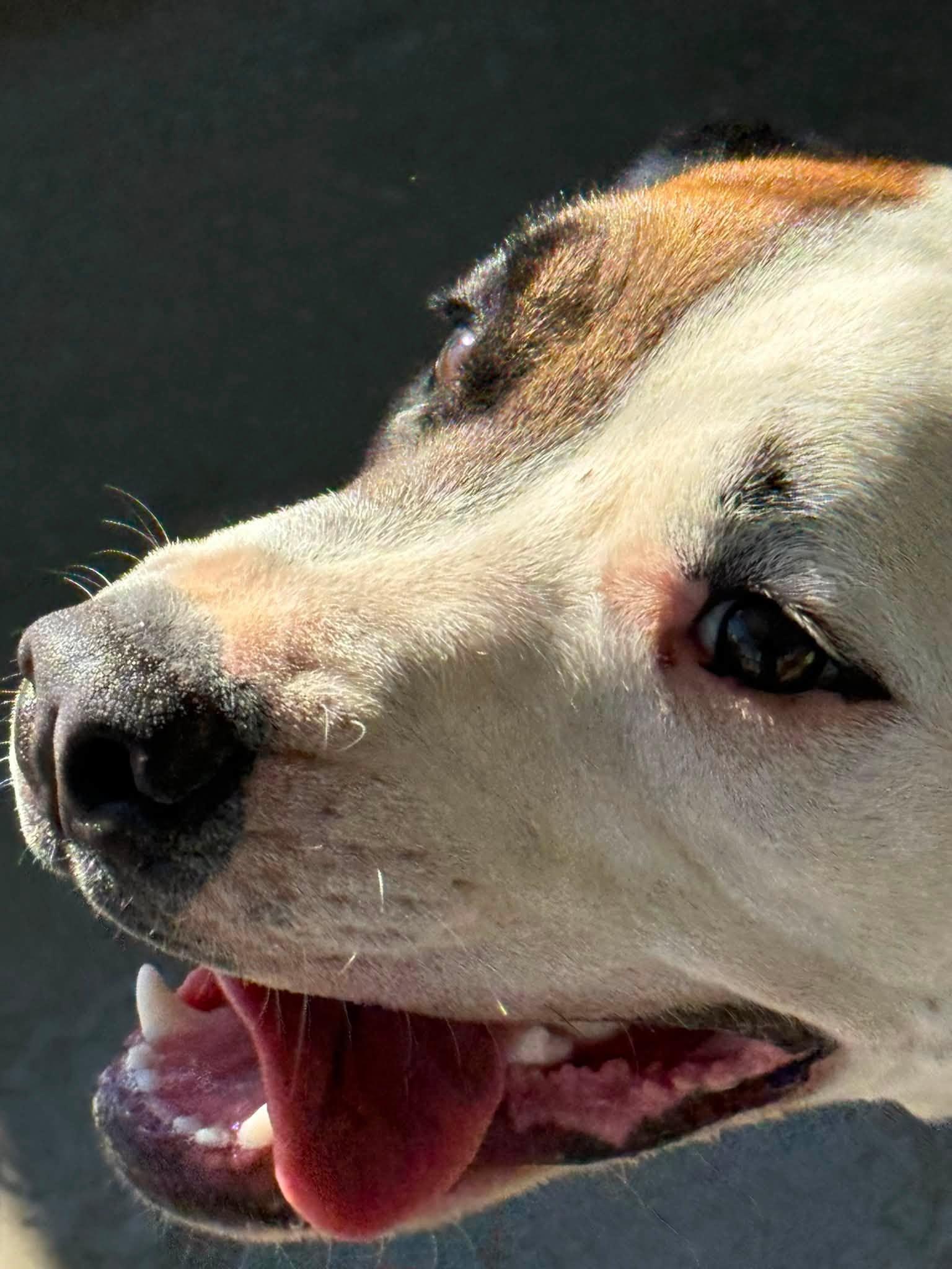 Rudy, a ADOPTABLE mixed breed in Rawlins, WY image 2/5