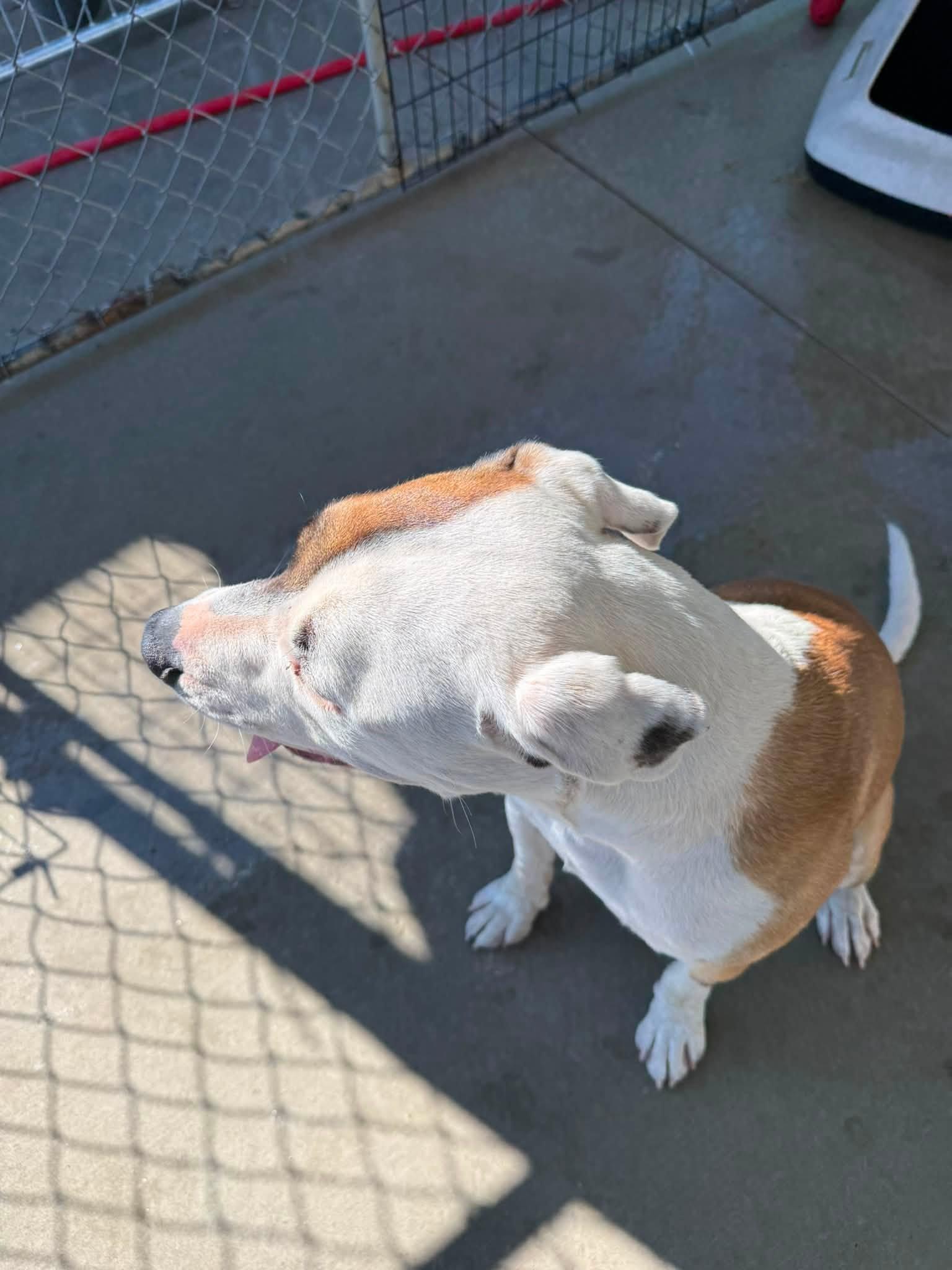 Rudy, a ADOPTABLE mixed breed in Rawlins, WY image 5/5