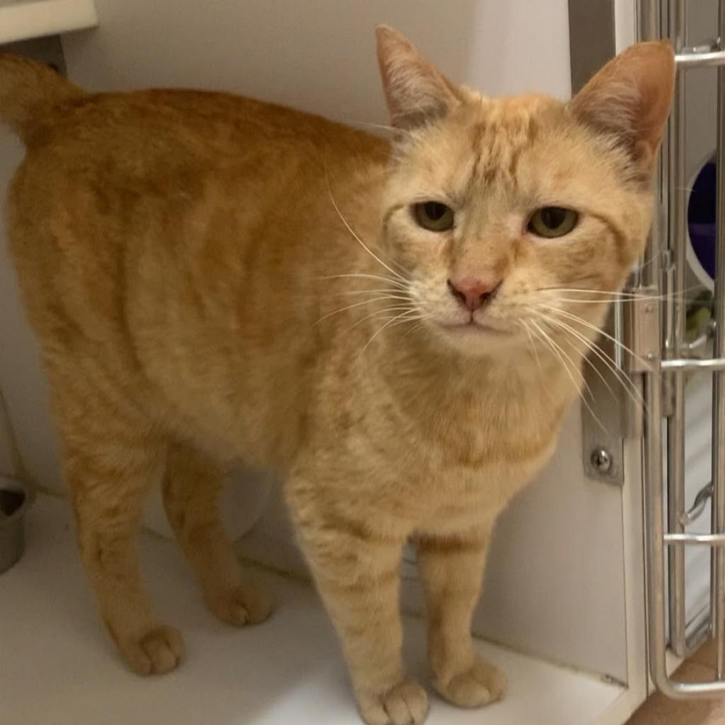 Philip II, a Adoptable Domestic Short Hair image 1/6