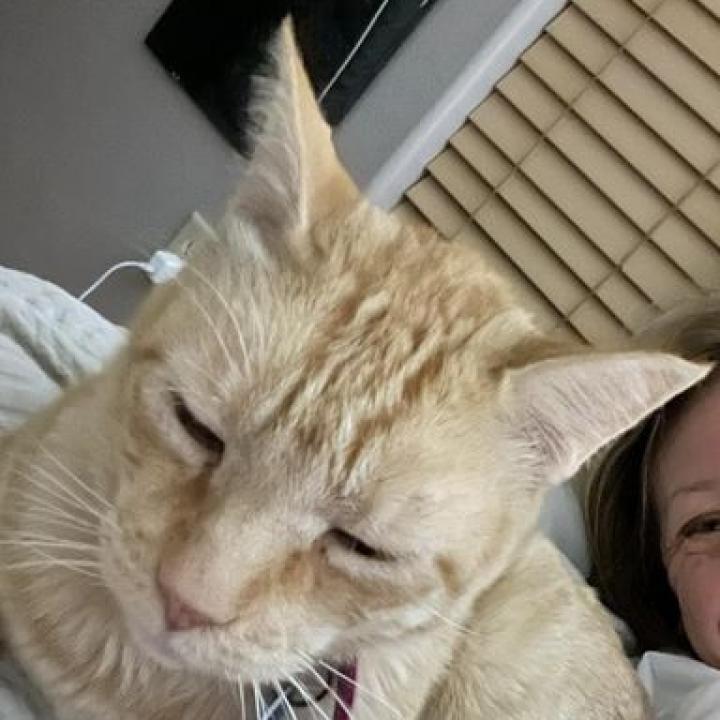 Philip II, a Adoptable Domestic Short Hair image 2/6