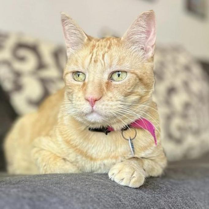 Philip II, a Adoptable Domestic Short Hair image 4/6