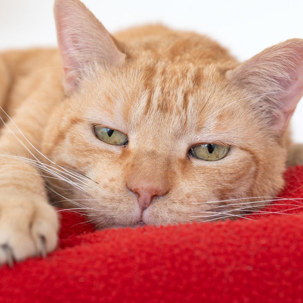 Philip II, a Adoptable Domestic Short Hair image 5/6