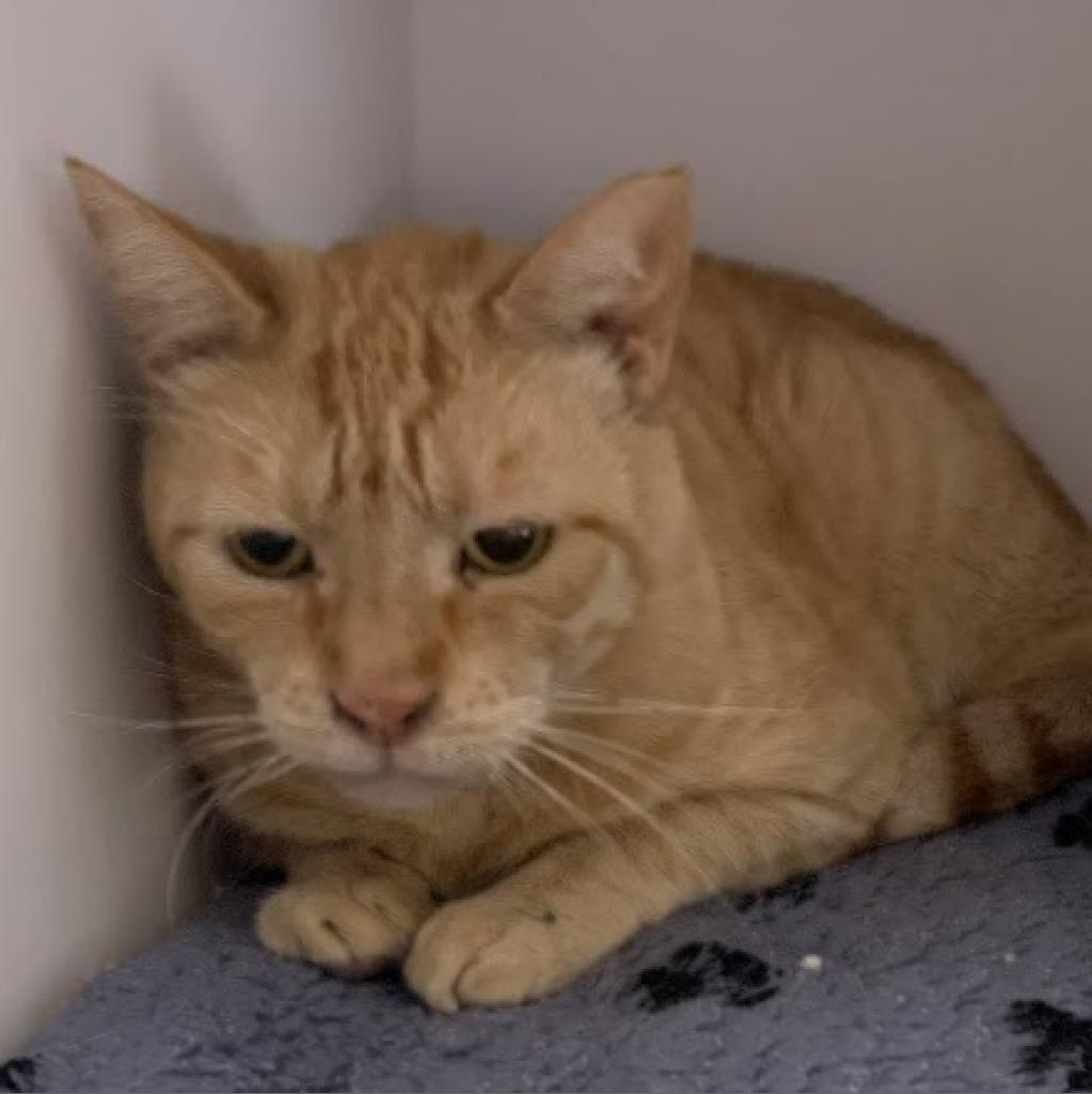 Philip II, a Adoptable Domestic Short Hair image 6/6