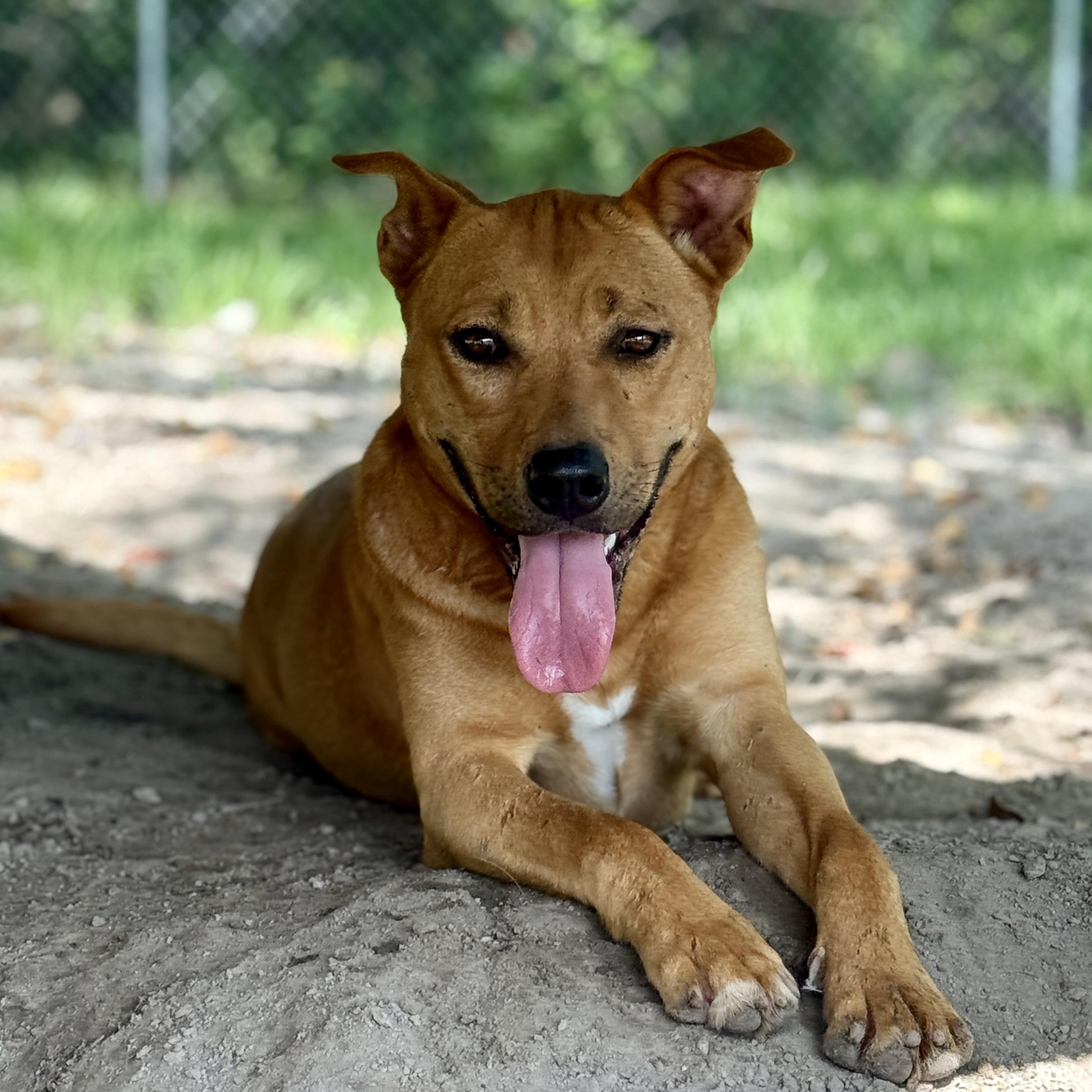 Santana, an adoptable Black Mouth Cur in Brewton, AL, 36426 | Photo Image 1