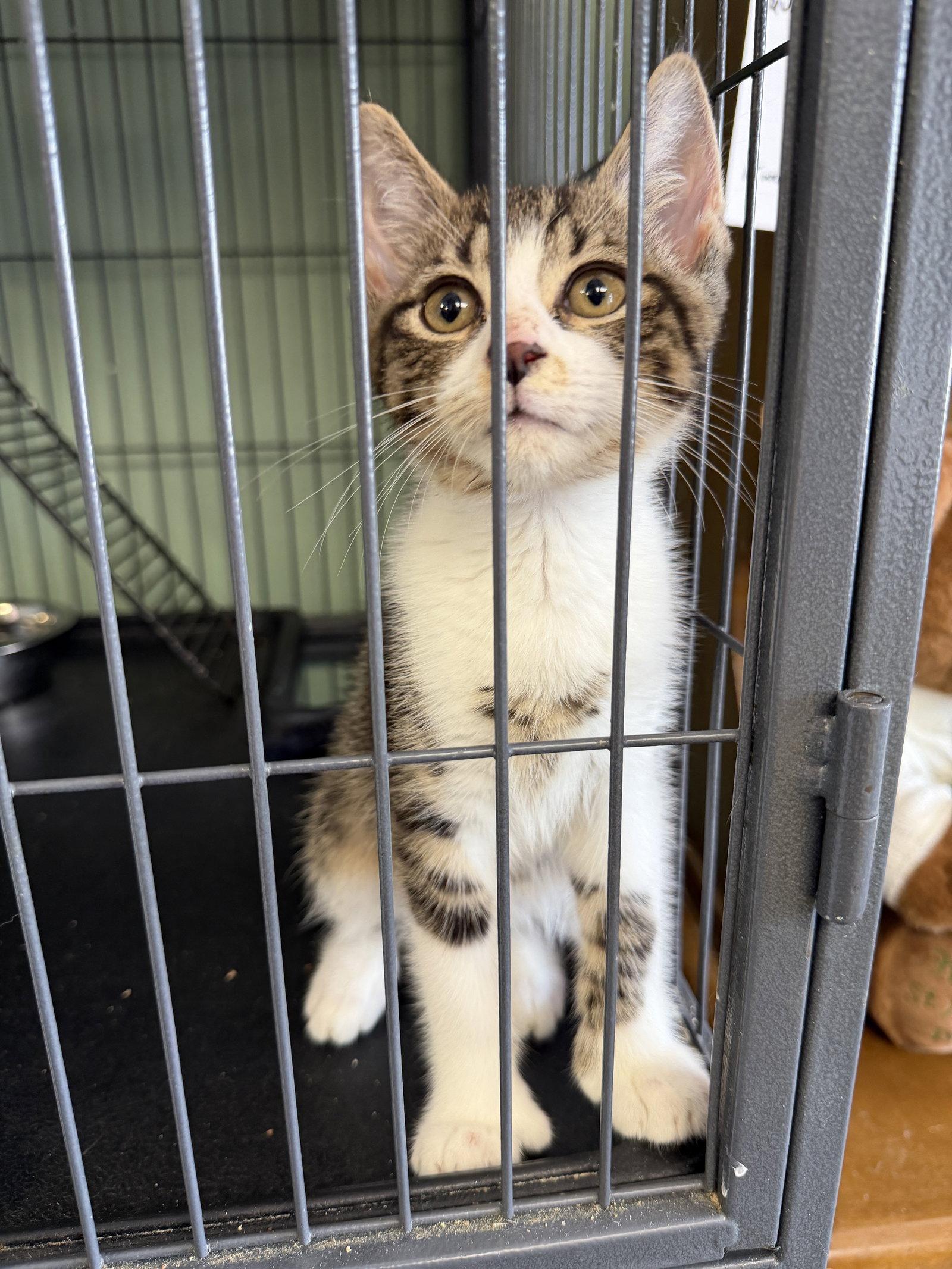 Minky- polydactyl!, Adopted, Kitten Male Domestic Short Hair.