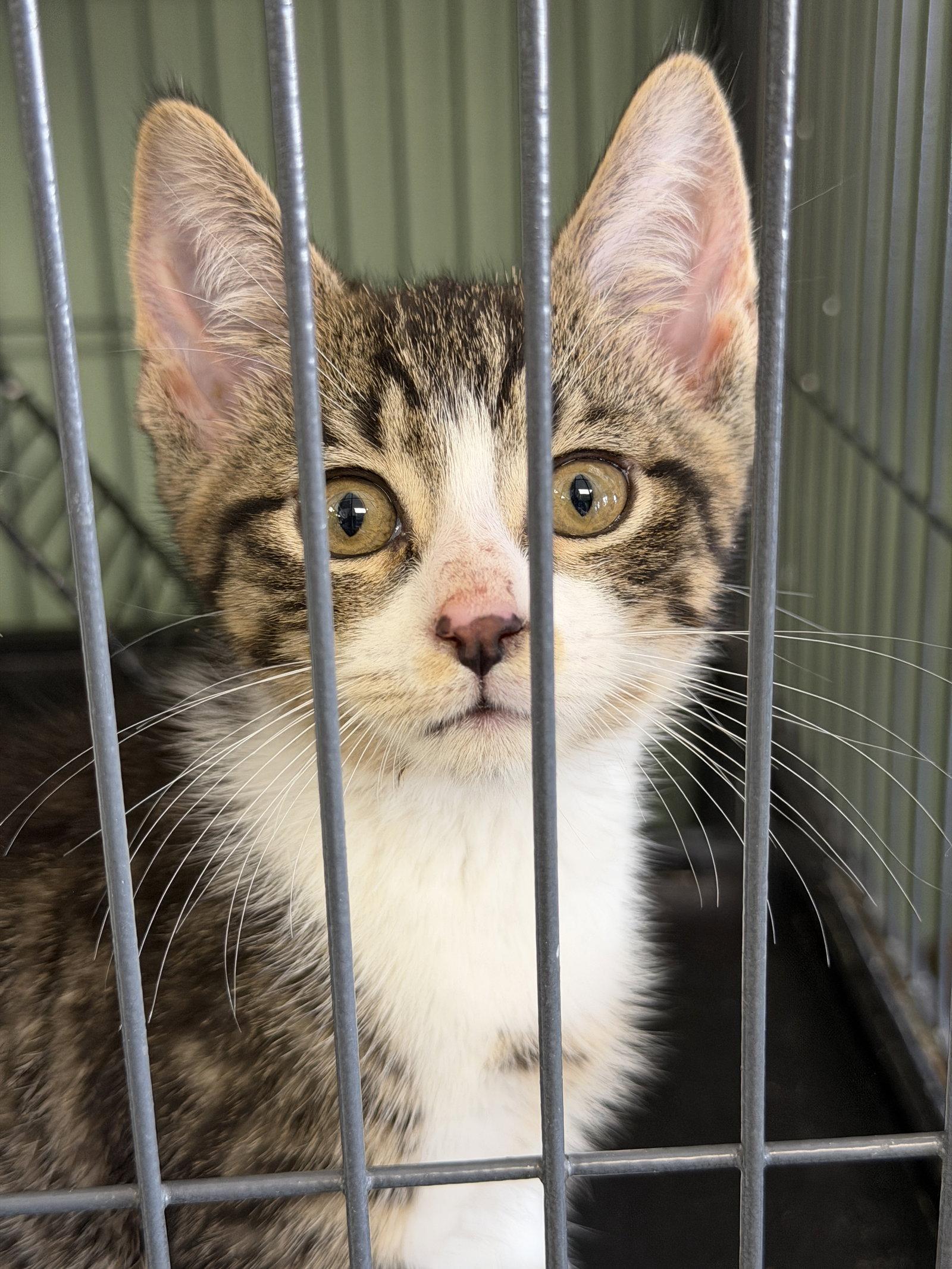 Enlarge Minky- polydactyl!, a Adopted Domestic Short Hair in Broomall, PA image 2/3