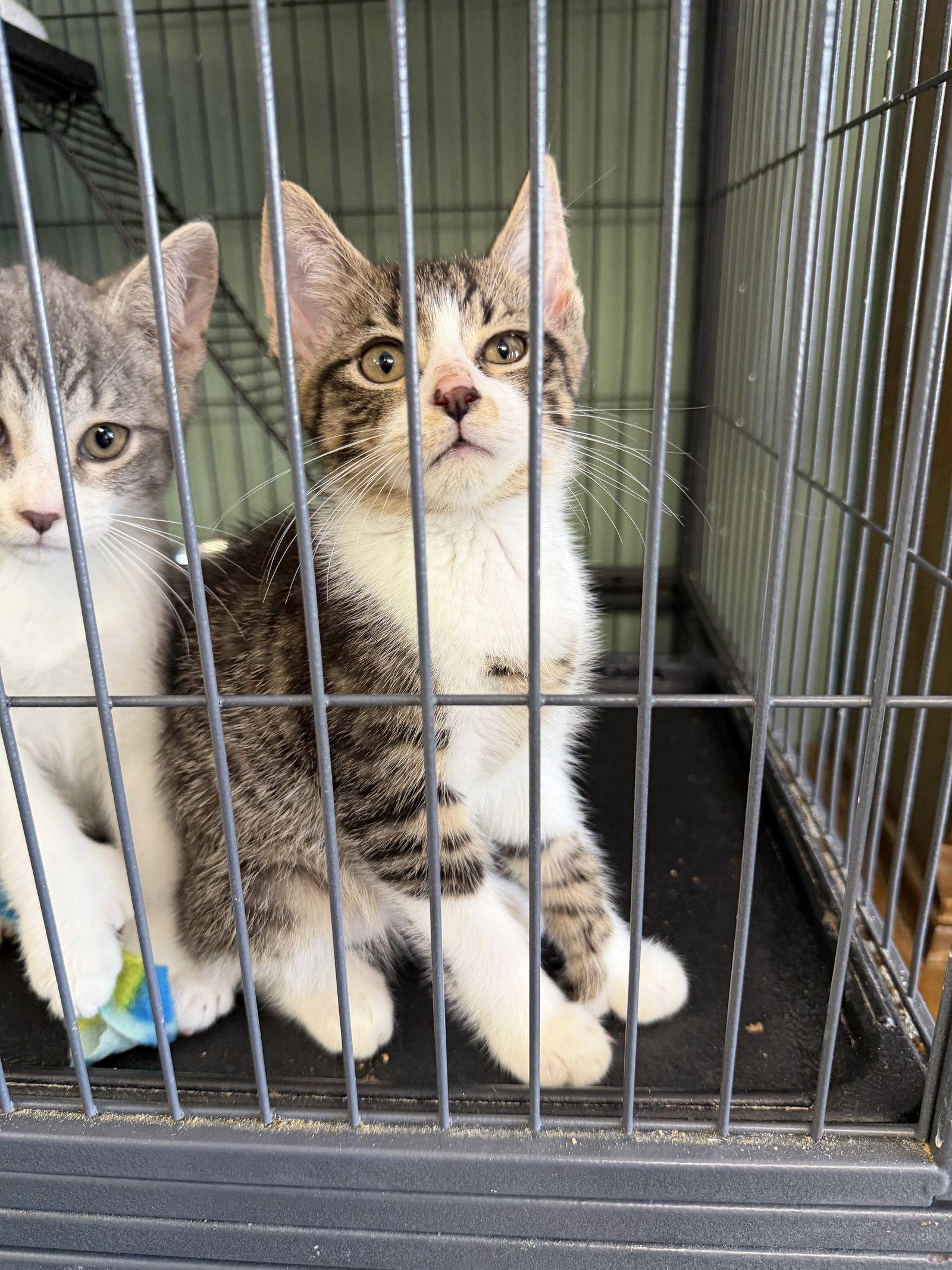 Enlarge Minky- polydactyl!, a Adopted Domestic Short Hair in Broomall, PA image 3/3