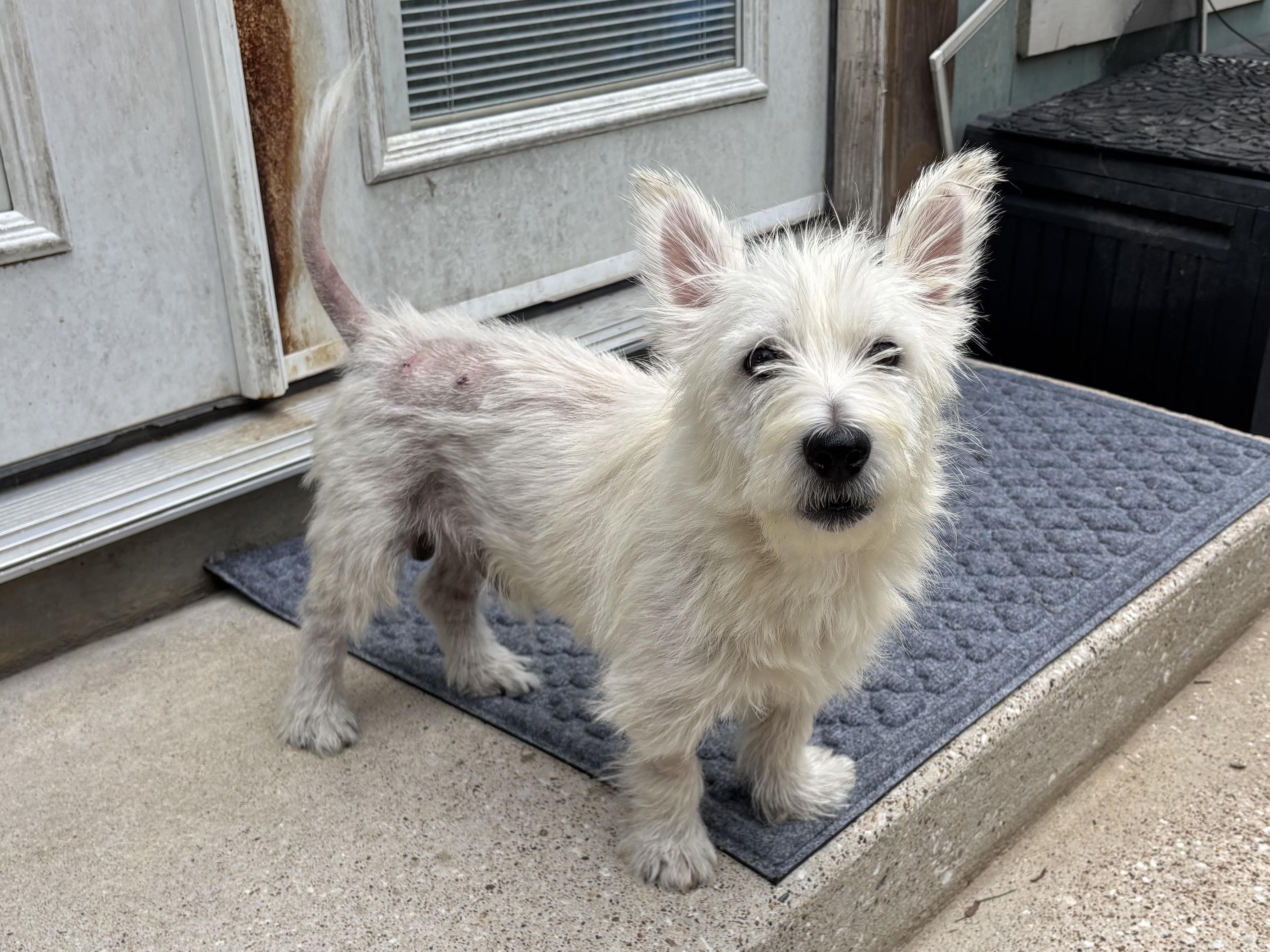 Curtis, Adoptable, Adult Male West Highland White Terrier / Westie.