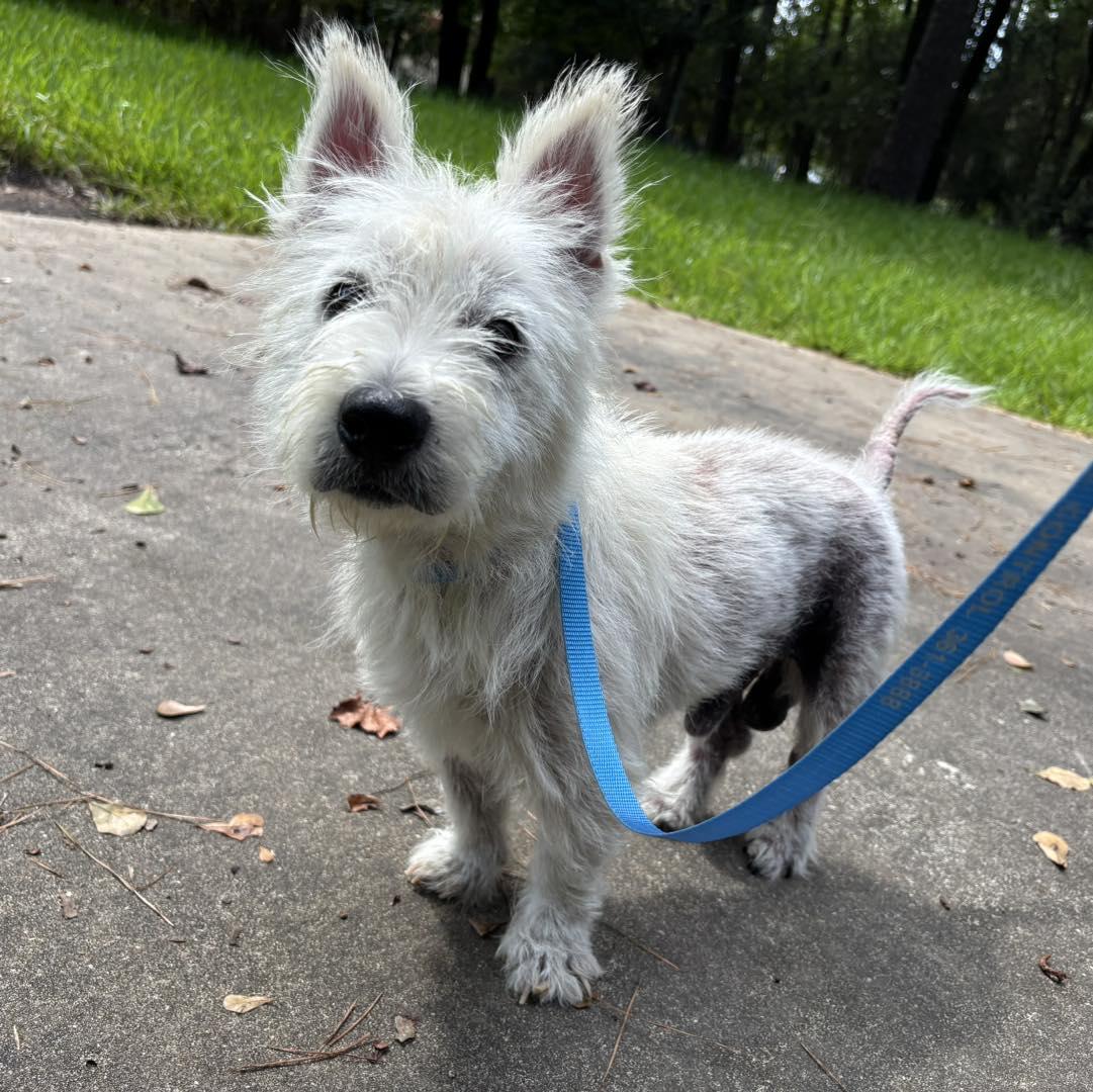 Curtis, a Adoptable West Highland White Terrier / Westie in Spring, TX image 2/2