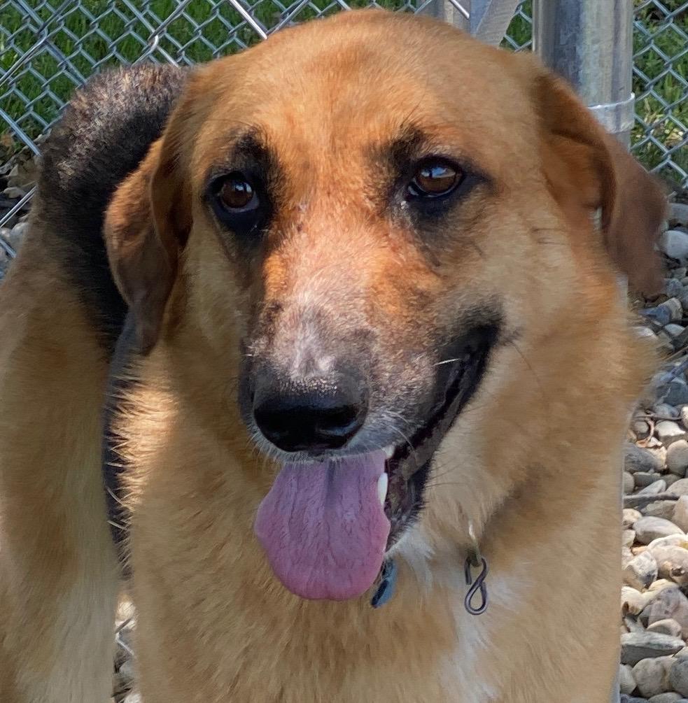 Darcy, adoptable, Adult Female German Shepherd Dog.