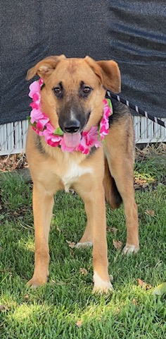 Enlarge Darcy, an adoptable German Shepherd Dog in Colusa, CA image 4/6