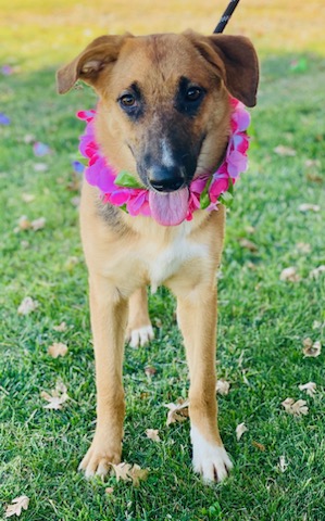 Enlarge Darcy, an adoptable German Shepherd Dog in Colusa, CA image 5/6
