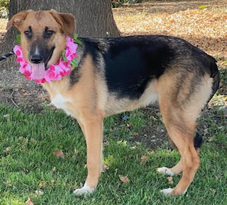 Enlarge Darcy, an adoptable German Shepherd Dog in Colusa, CA image 1/6