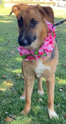 Enlarge Darcy, an adoptable German Shepherd Dog in Colusa, CA image 2/6