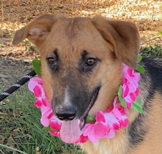 Enlarge Darcy, an adoptable German Shepherd Dog in Colusa, CA image 3/6