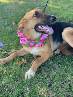 Enlarge Darcy, an adoptable German Shepherd Dog in Colusa, CA image 6/6