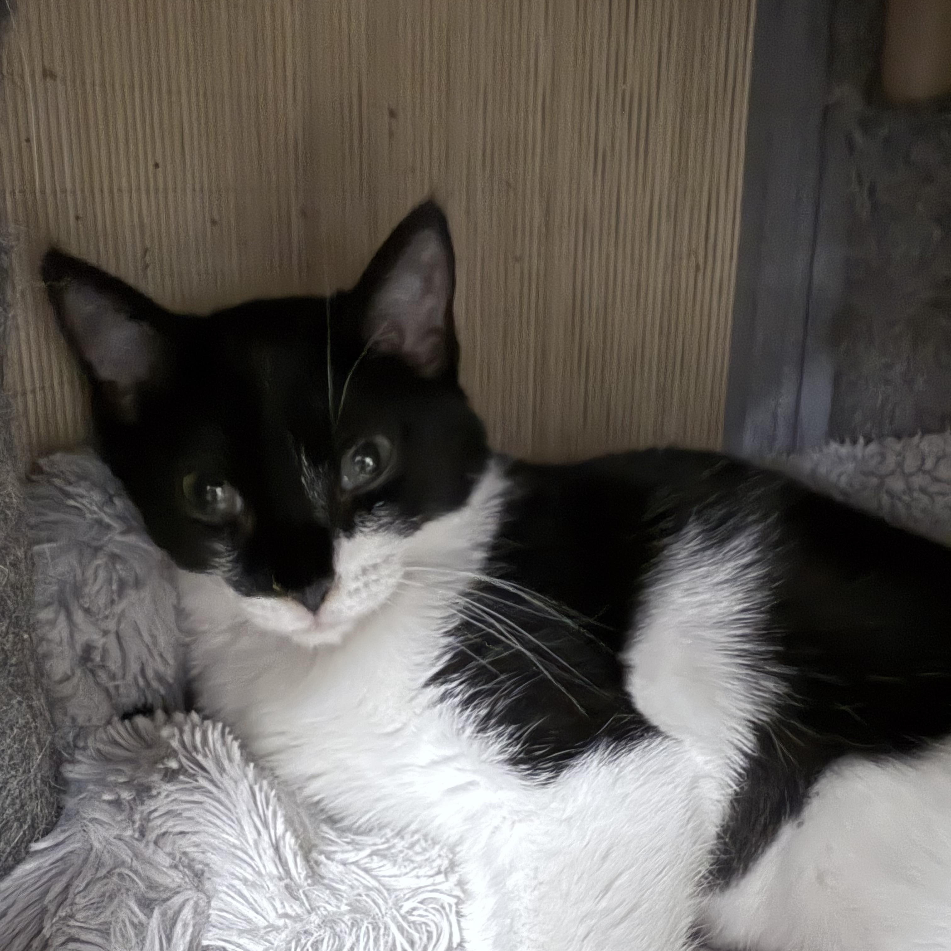 Enlarge Marshall, a Adoptable Domestic Short Hair in Momence, IL image 1/1