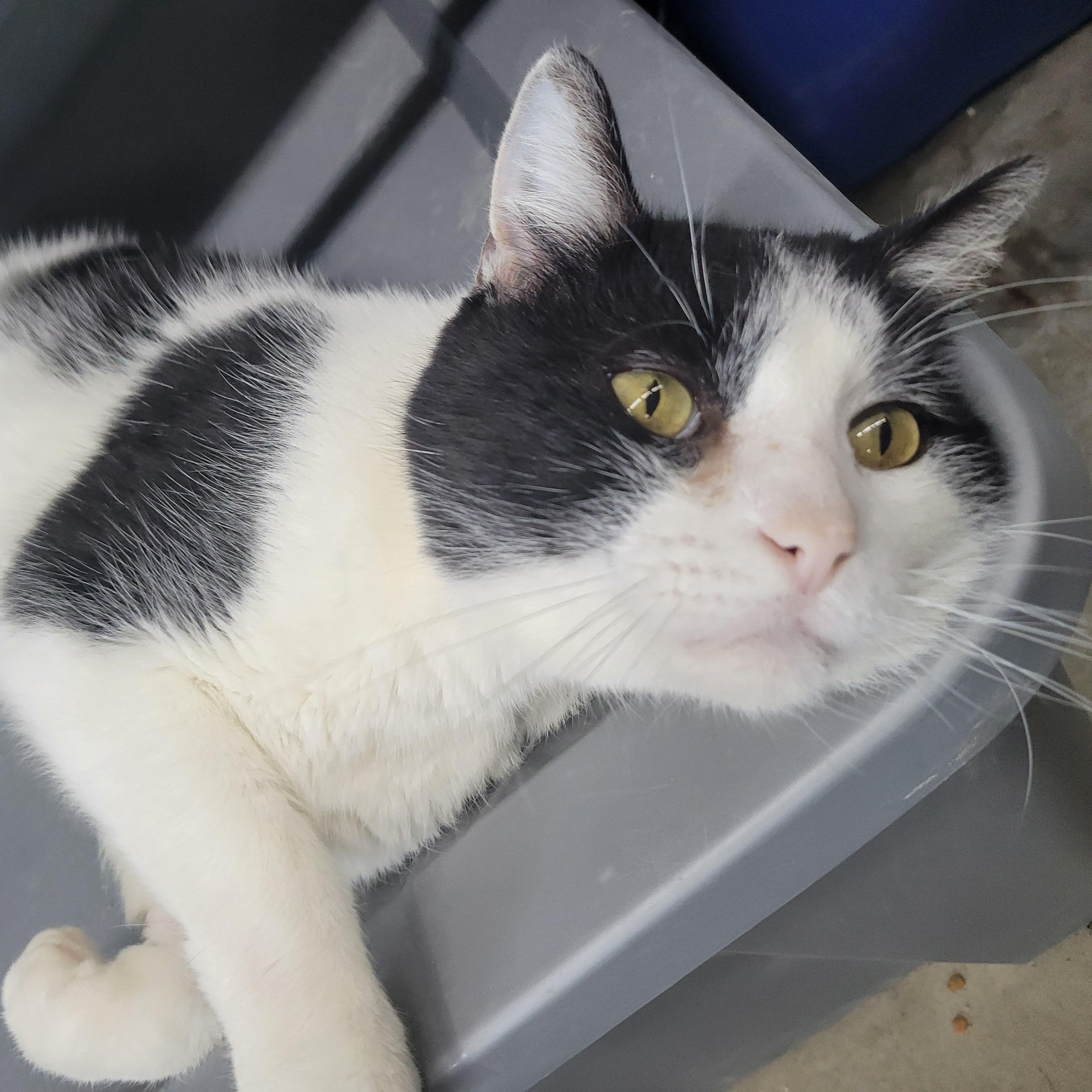 Stewart, ADOPTABLE, Adult Male Domestic Medium Hair.