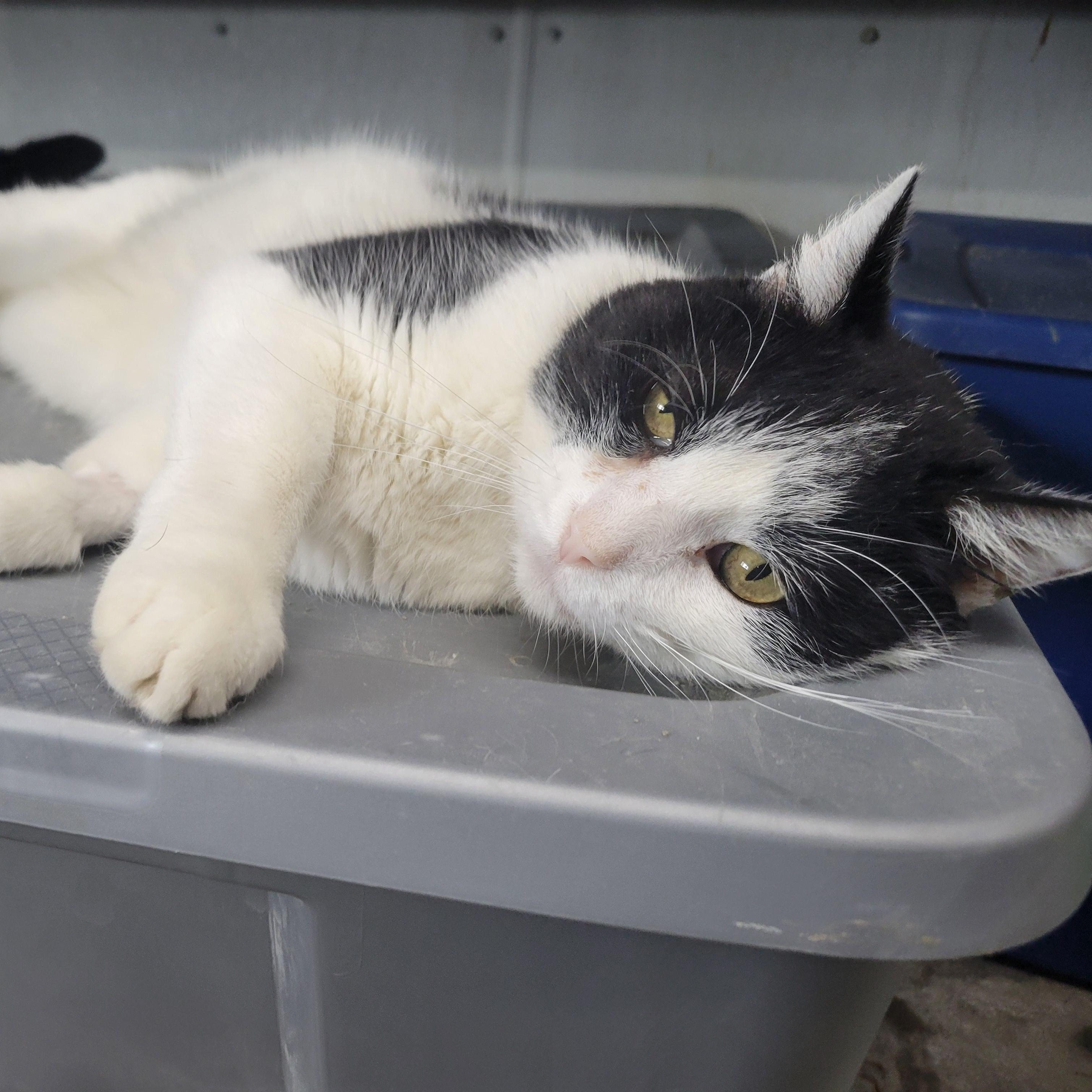 Enlarge Stewart, a ADOPTABLE Domestic Medium Hair in Clarinda, IA image 3/4