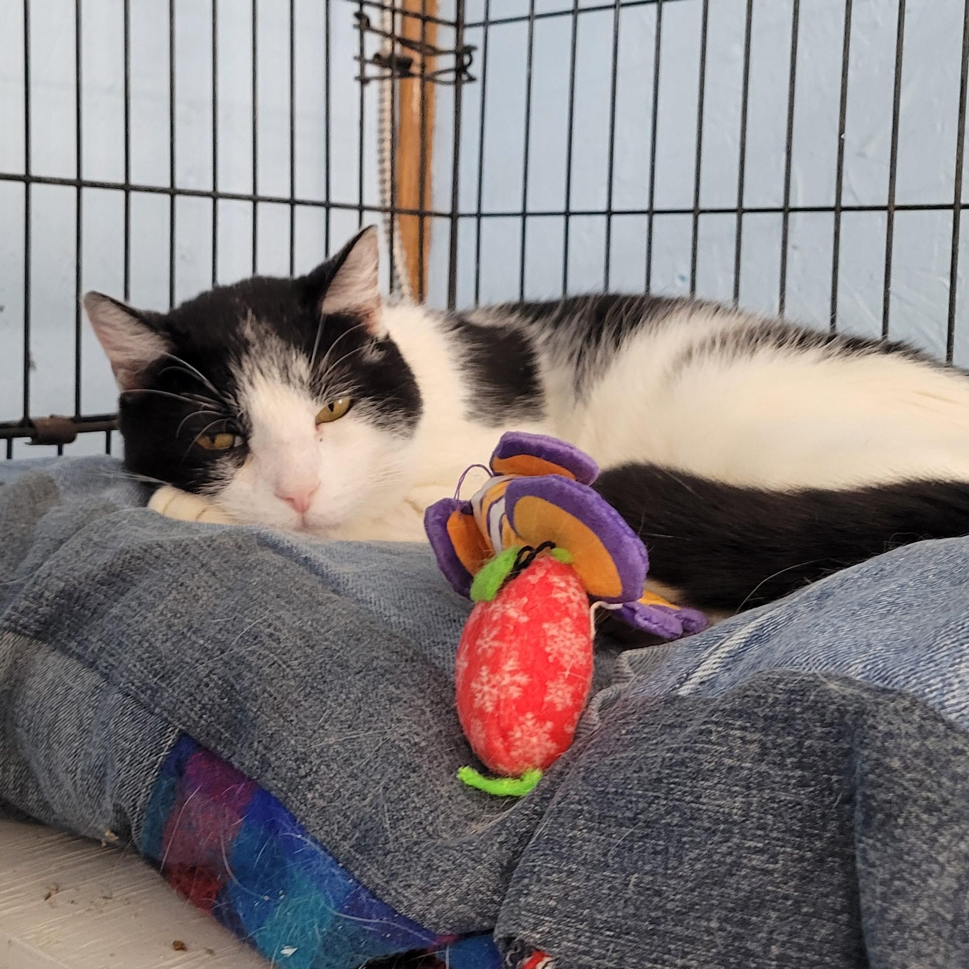 Enlarge Stewart, a ADOPTABLE Domestic Medium Hair in Clarinda, IA image 2/4
