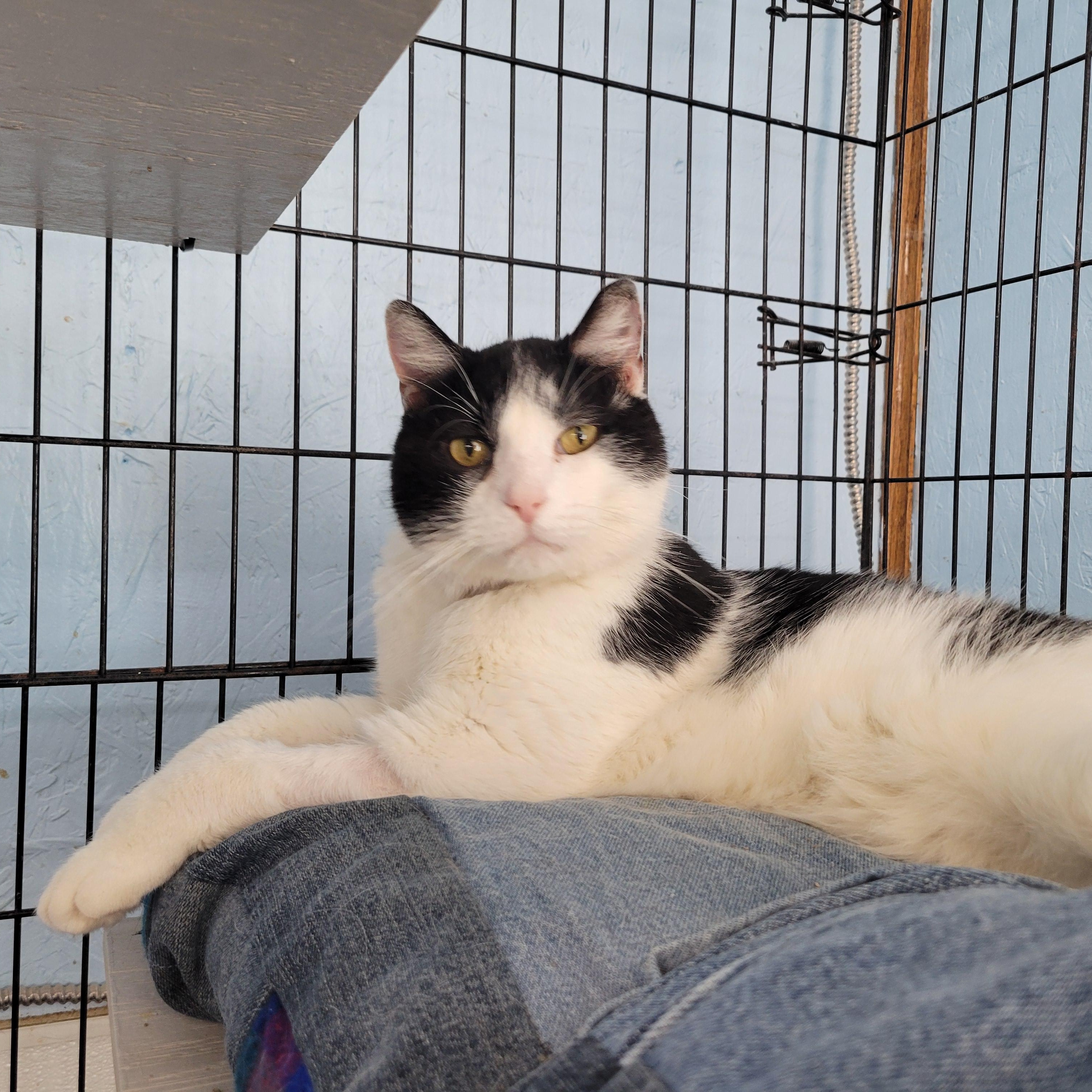Enlarge Stewart, a ADOPTABLE Domestic Medium Hair in Clarinda, IA image 4/4