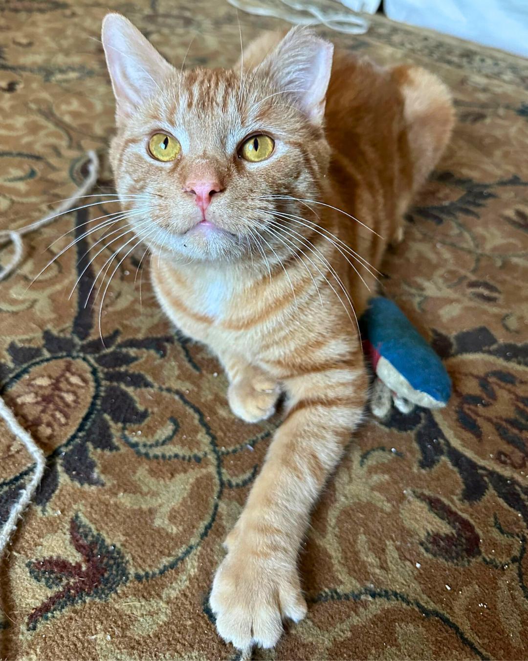 Tango, a Adoptable Domestic Short Hair in Brooklyn, NY image 4/6