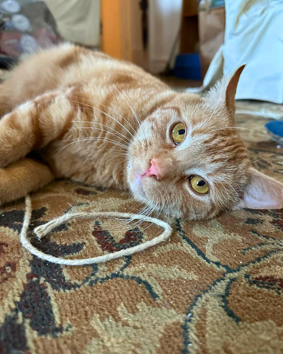 Tango, a Adoptable Domestic Short Hair in Brooklyn, NY image 2/6