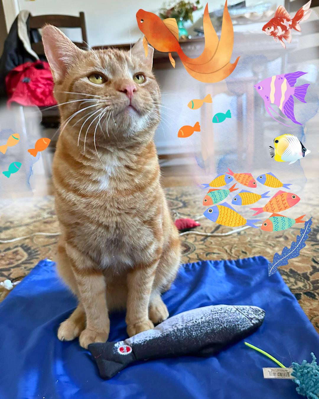 Tango, a Adoptable Domestic Short Hair in Brooklyn, NY image 3/6