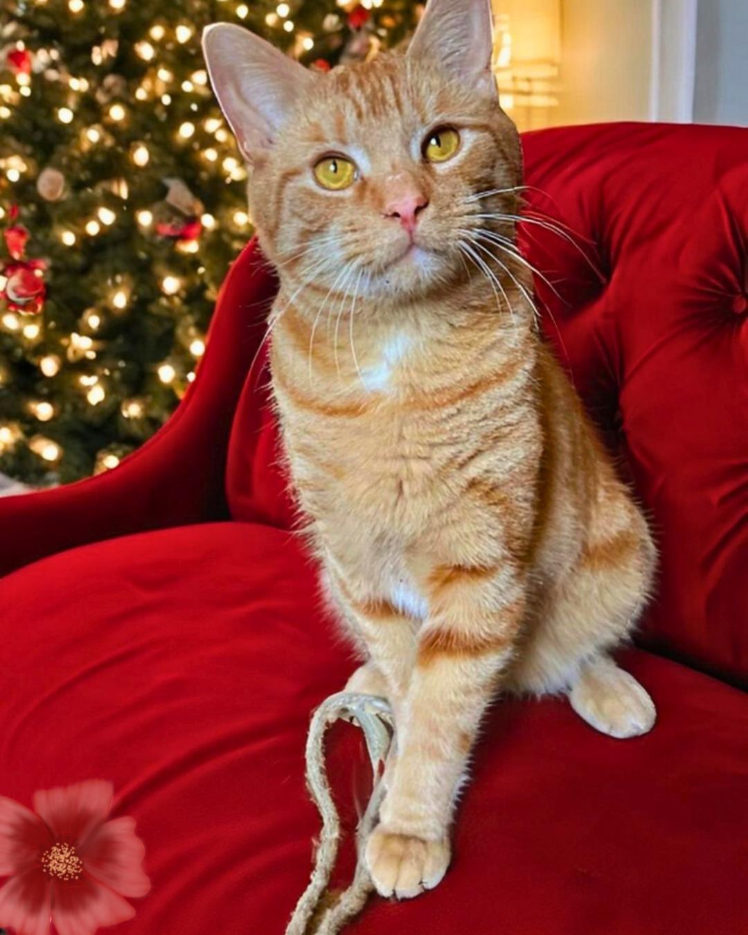 Tango, a Adoptable Domestic Short Hair in Brooklyn, NY image 1/6