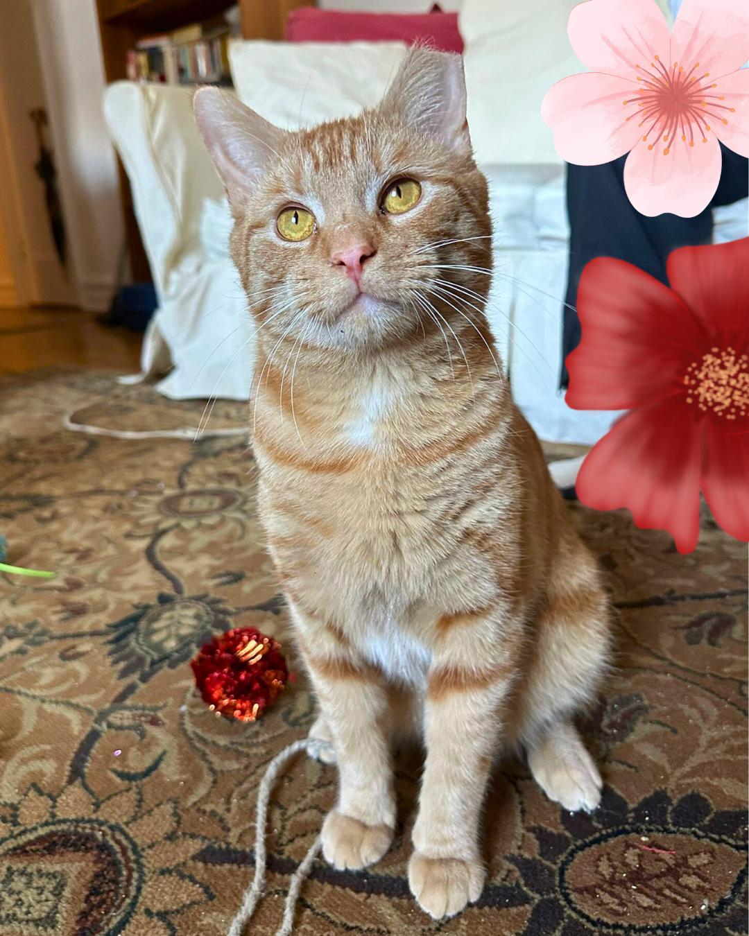Tango, a Adoptable Domestic Short Hair in Brooklyn, NY image 6/6