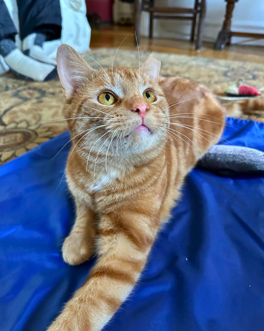 Tango, a Adoptable Domestic Short Hair in Brooklyn, NY image 5/6