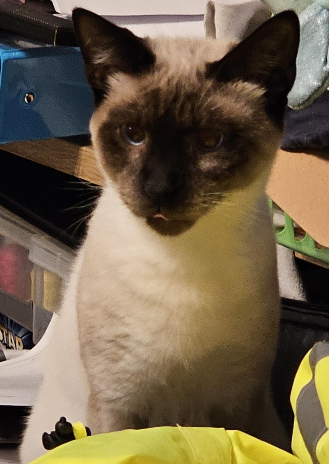 Junior, Adopted, Young Male Siamese & Tabby.