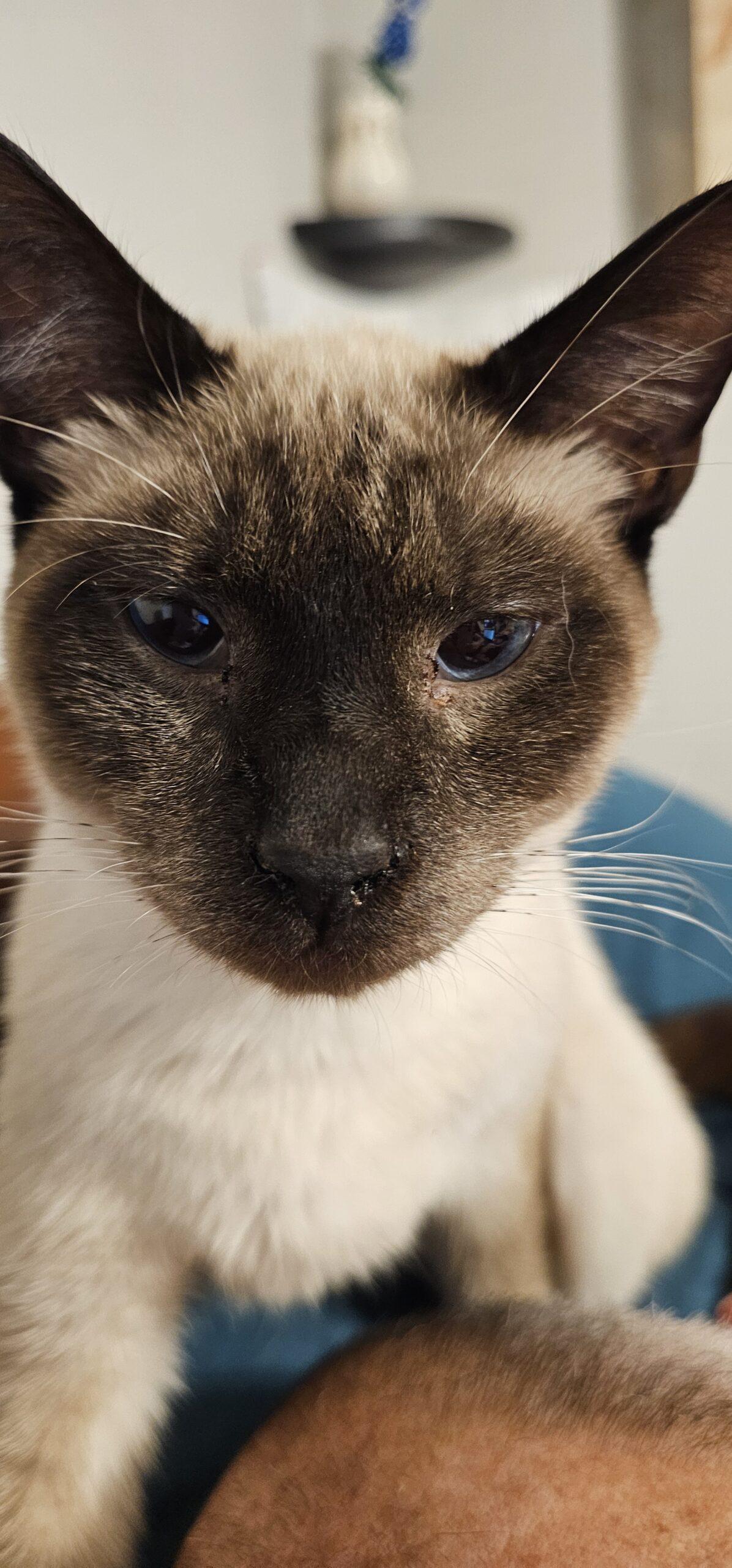 Enlarge Junior, a Adopted mixed breed in Oakwood, IL image 2/2