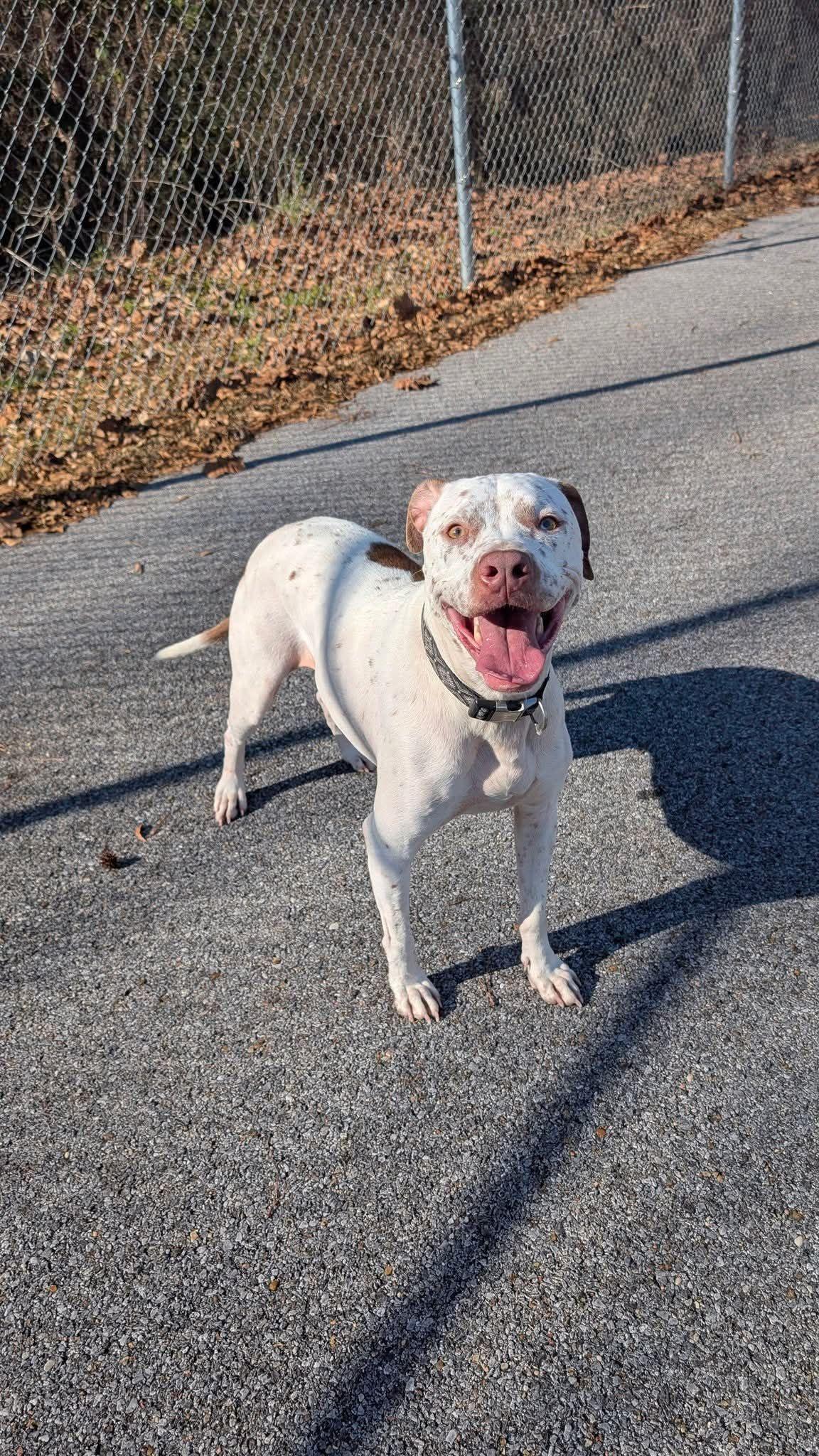 Shelby, ADOPTABLE, Adult Female American Bulldog.