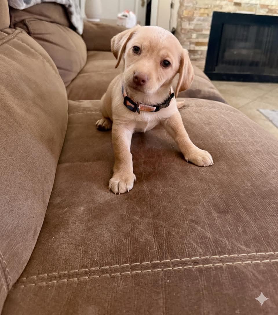 Lexus, Adopted, Puppy Female Dachshund & Beagle.